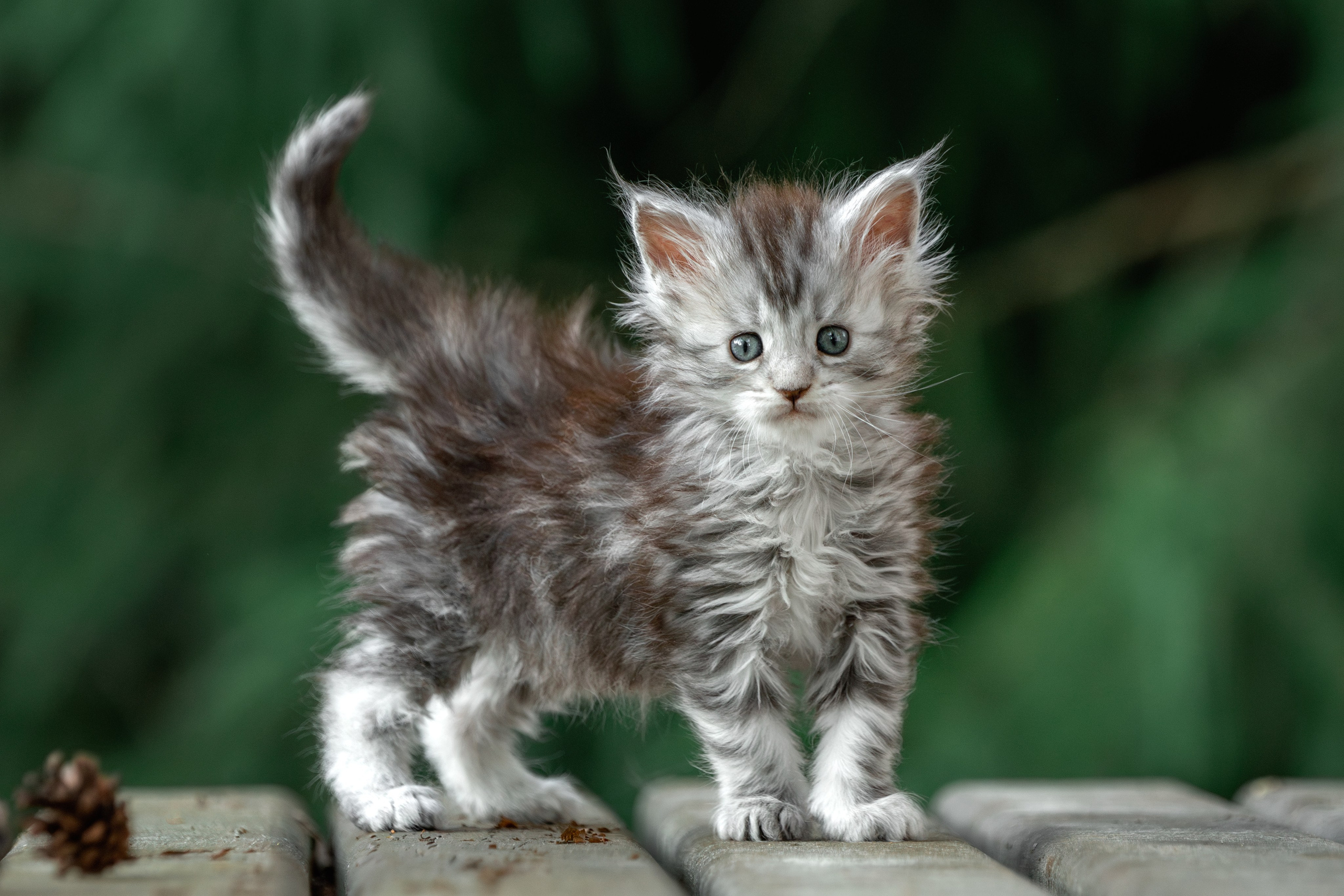 Котята породы мейн-кун. Фотограф-анималист Юлия Зубкова