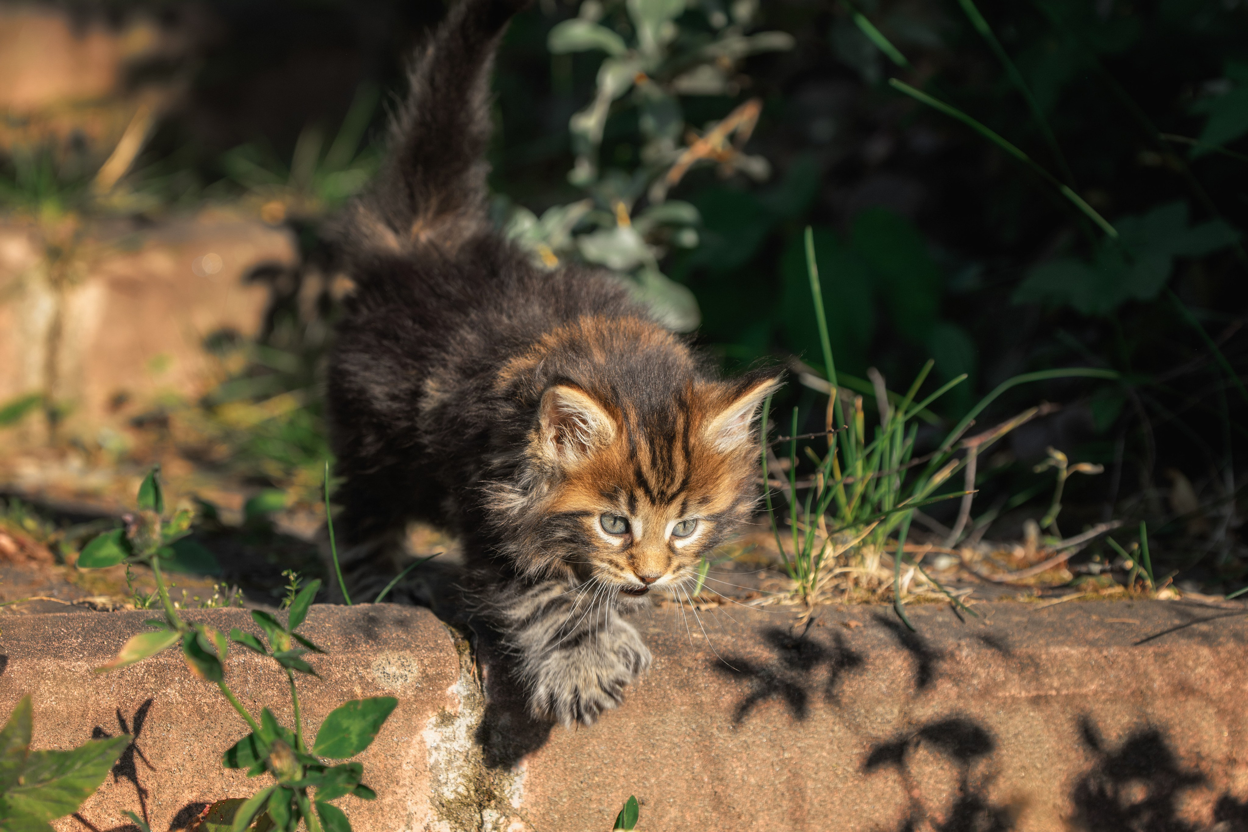 Котята породы мейн-кун. Фотограф-анималист Юлия Зубкова