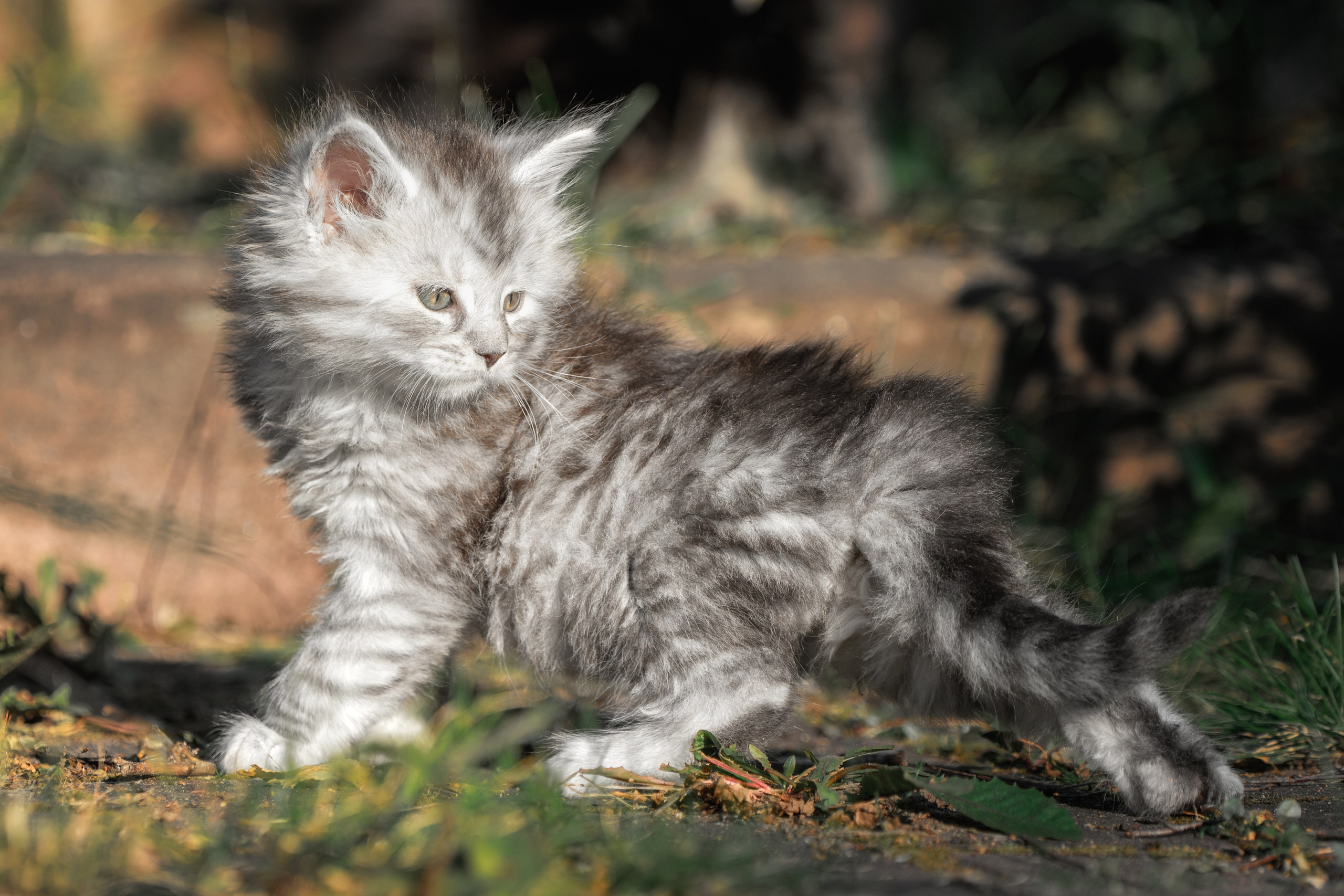 Котята породы мейн-кун. Фотограф-анималист Юлия Зубкова