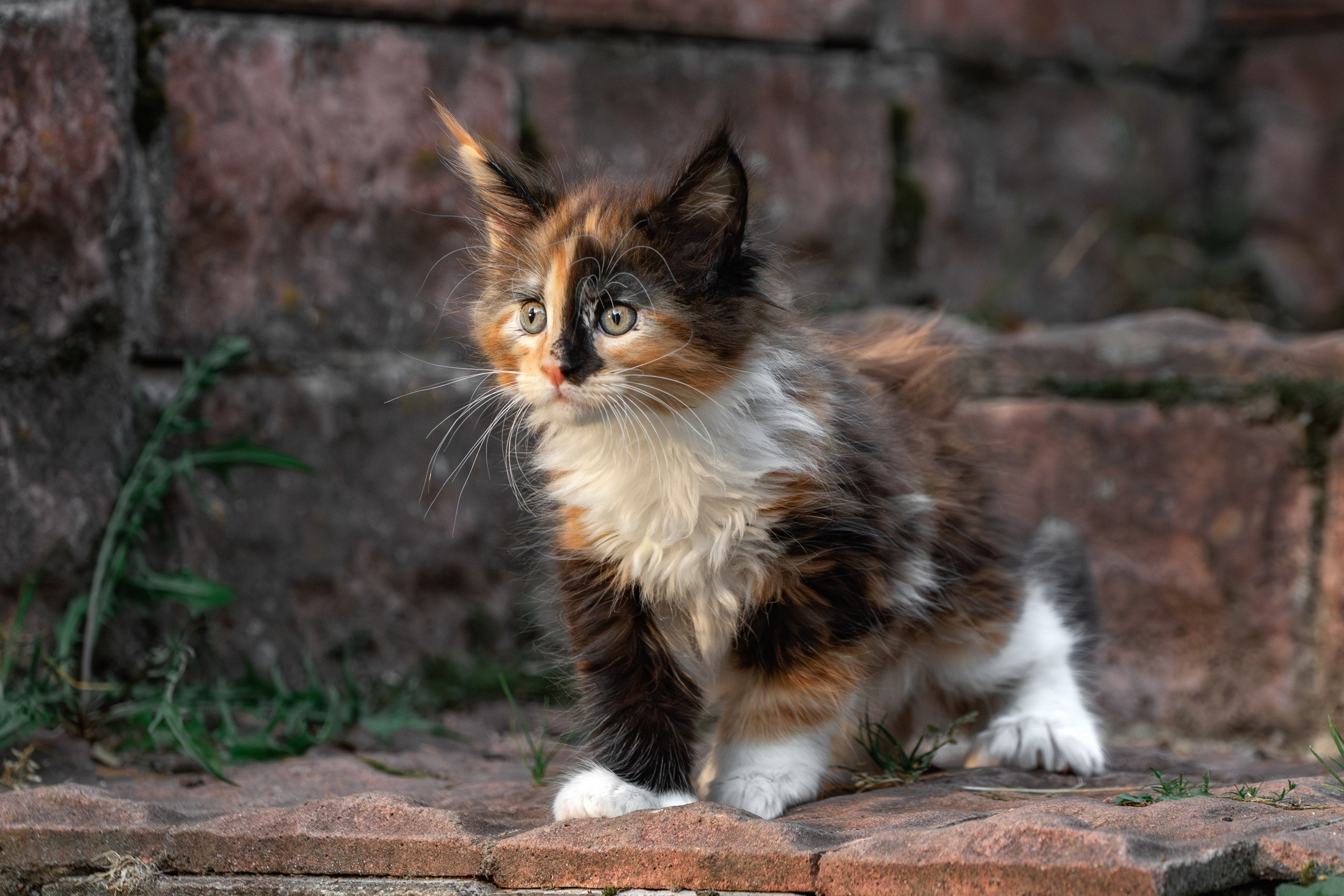 Котята породы мейн-кун. Фотограф-анималист Юлия Зубкова