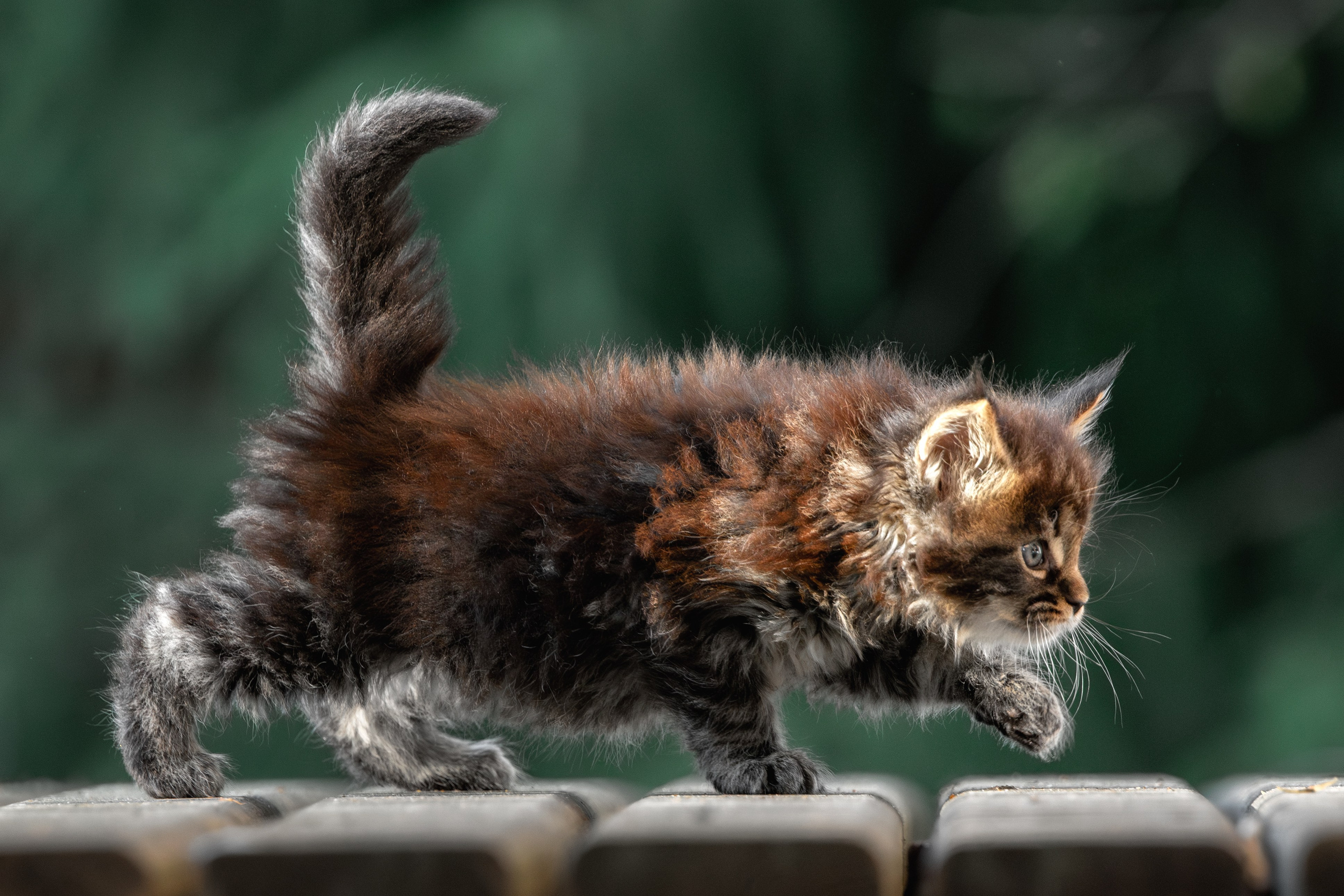 Котята породы мейн-кун. Фотограф-анималист Юлия Зубкова