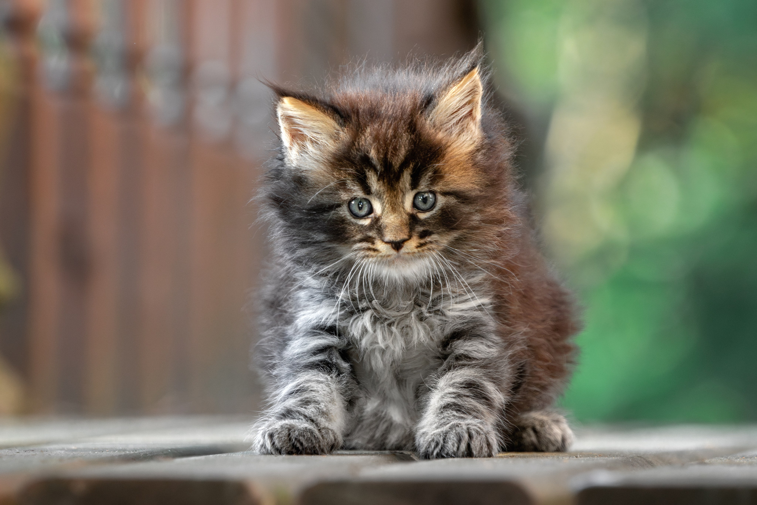 Котята породы мейн-кун. Фотограф-анималист Юлия Зубкова
