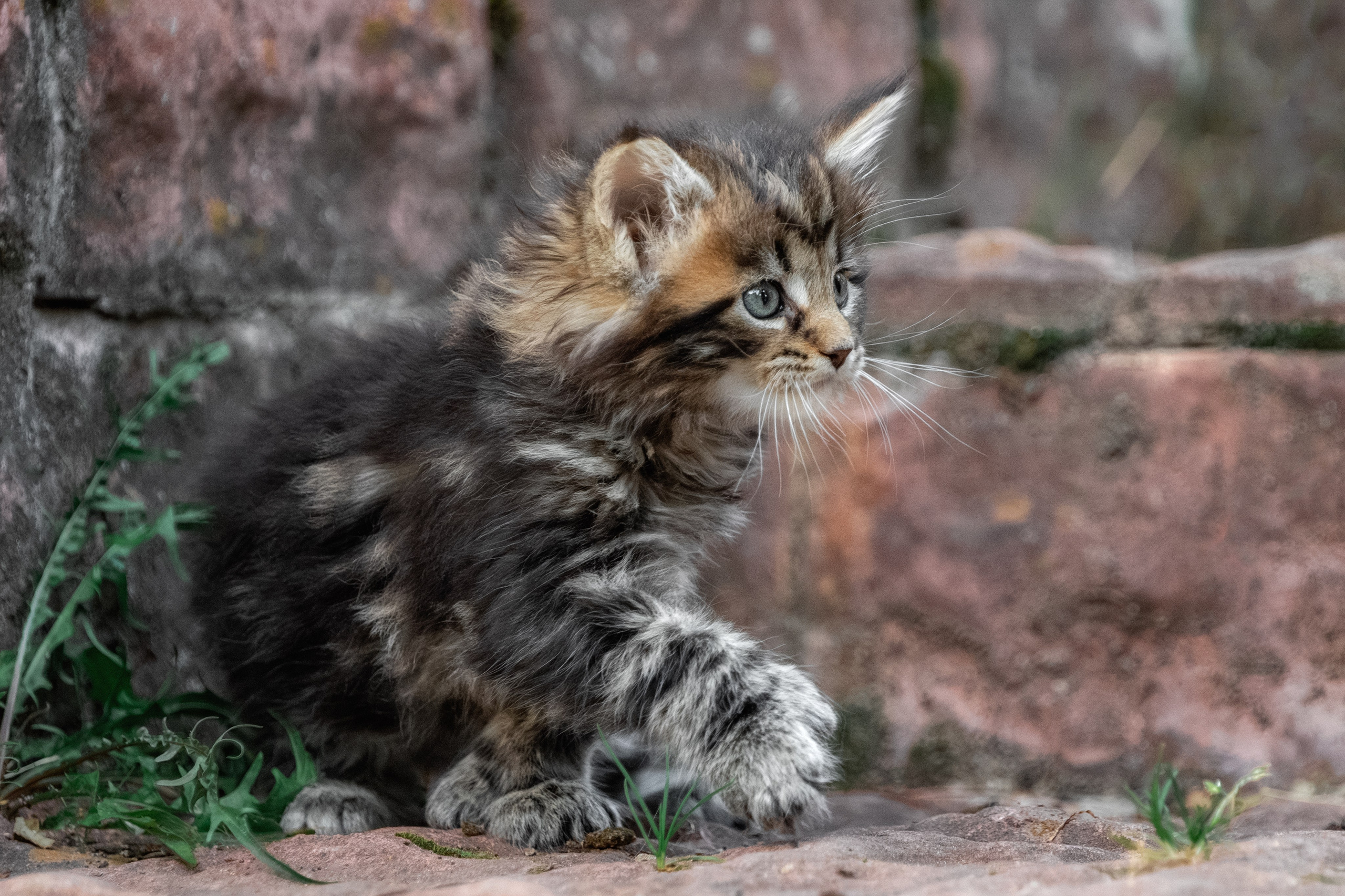 Котята породы мейн-кун. Фотограф-анималист Юлия Зубкова