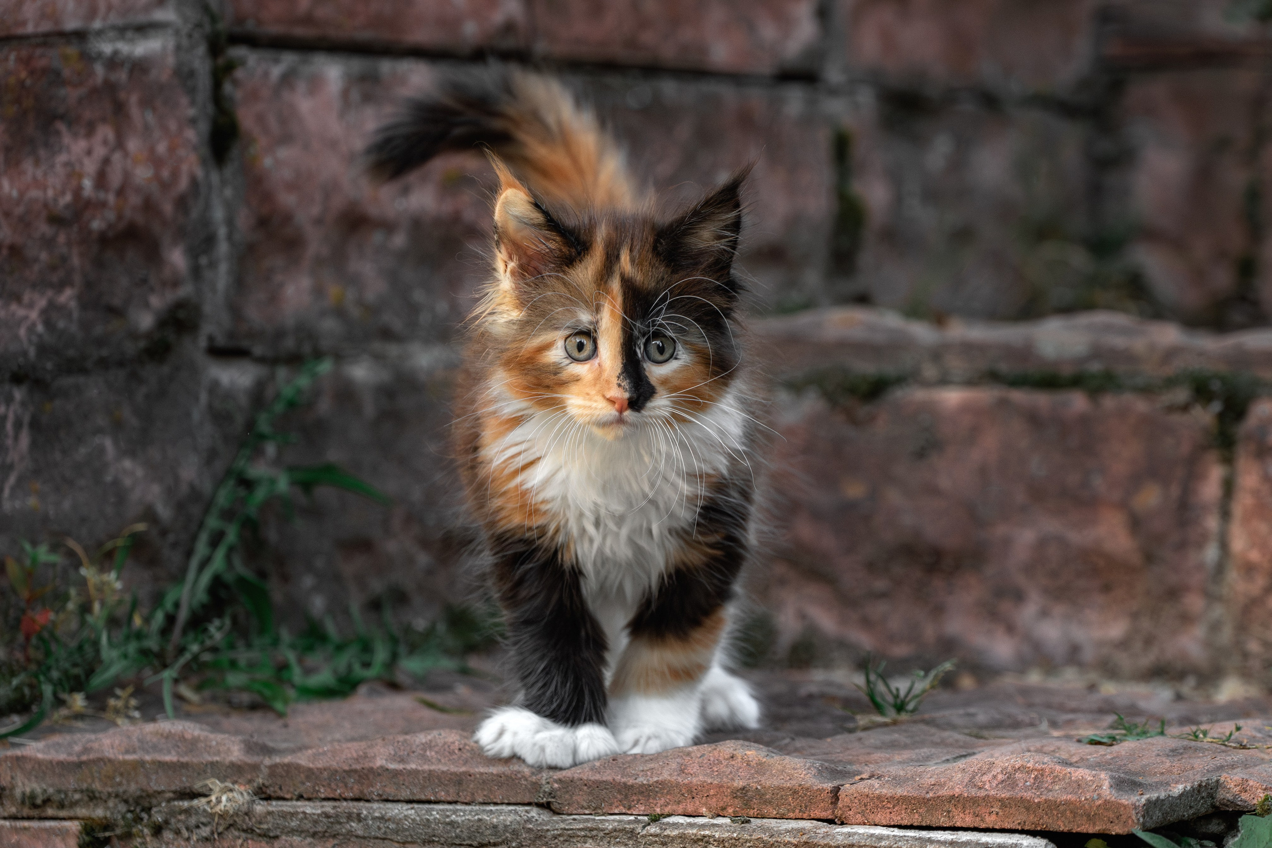 Котята породы мейн-кун. Фотограф-анималист Юлия Зубкова