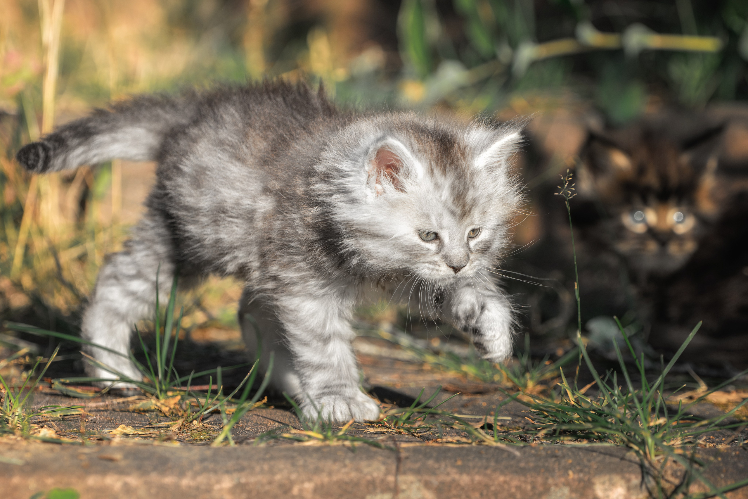 Котята породы мейн-кун. Фотограф-анималист Юлия Зубкова