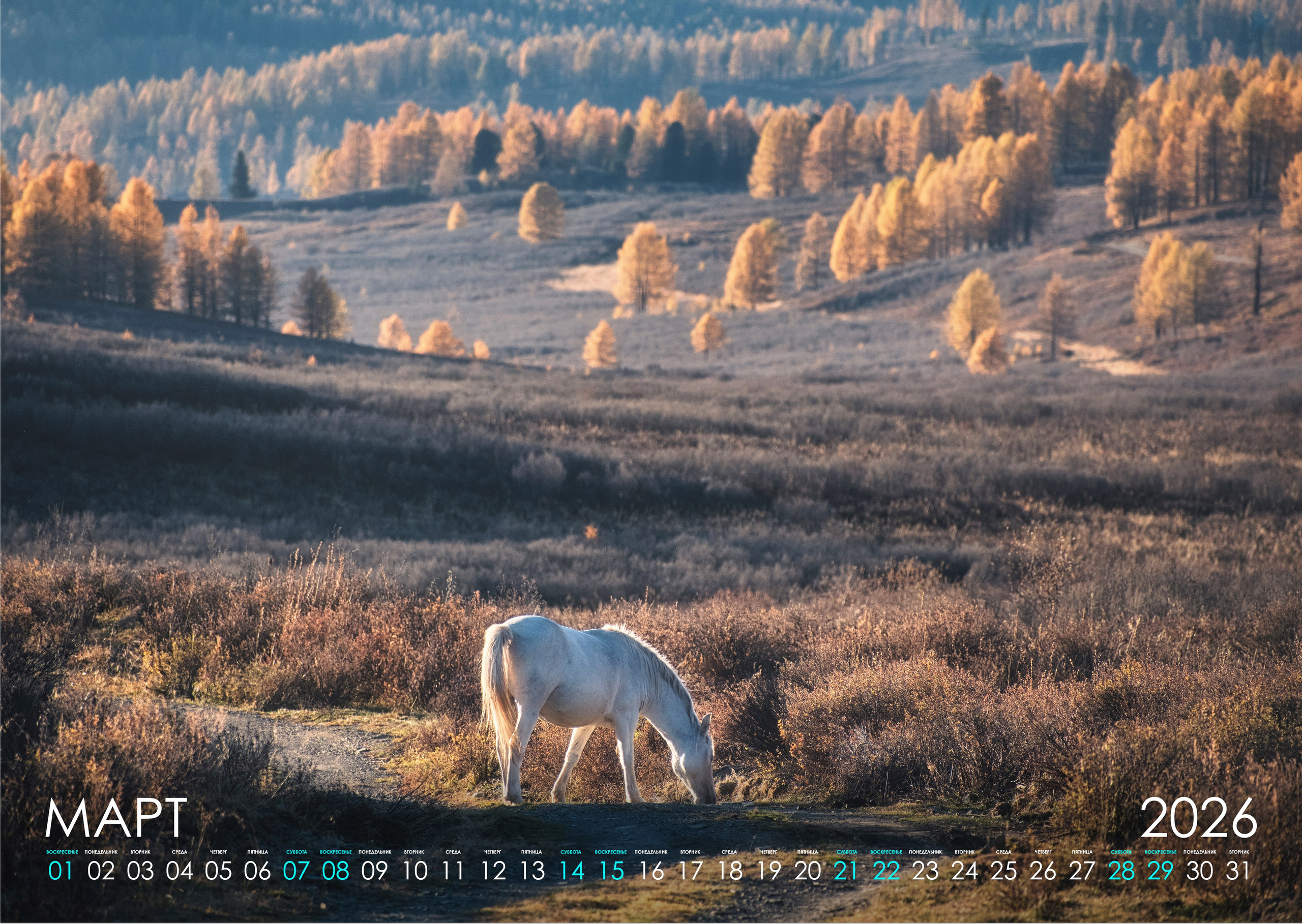 Календарь 2026 (АЛТАЙ). Фотограф Константин Шамин
