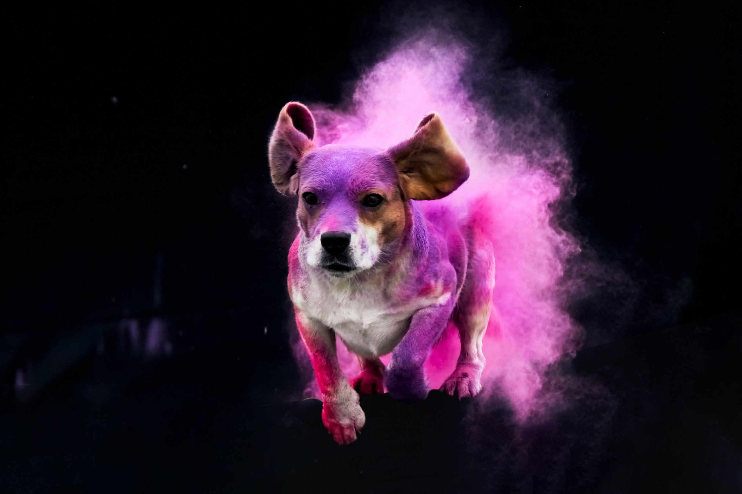 Фотограф анималист — Тула, Москва