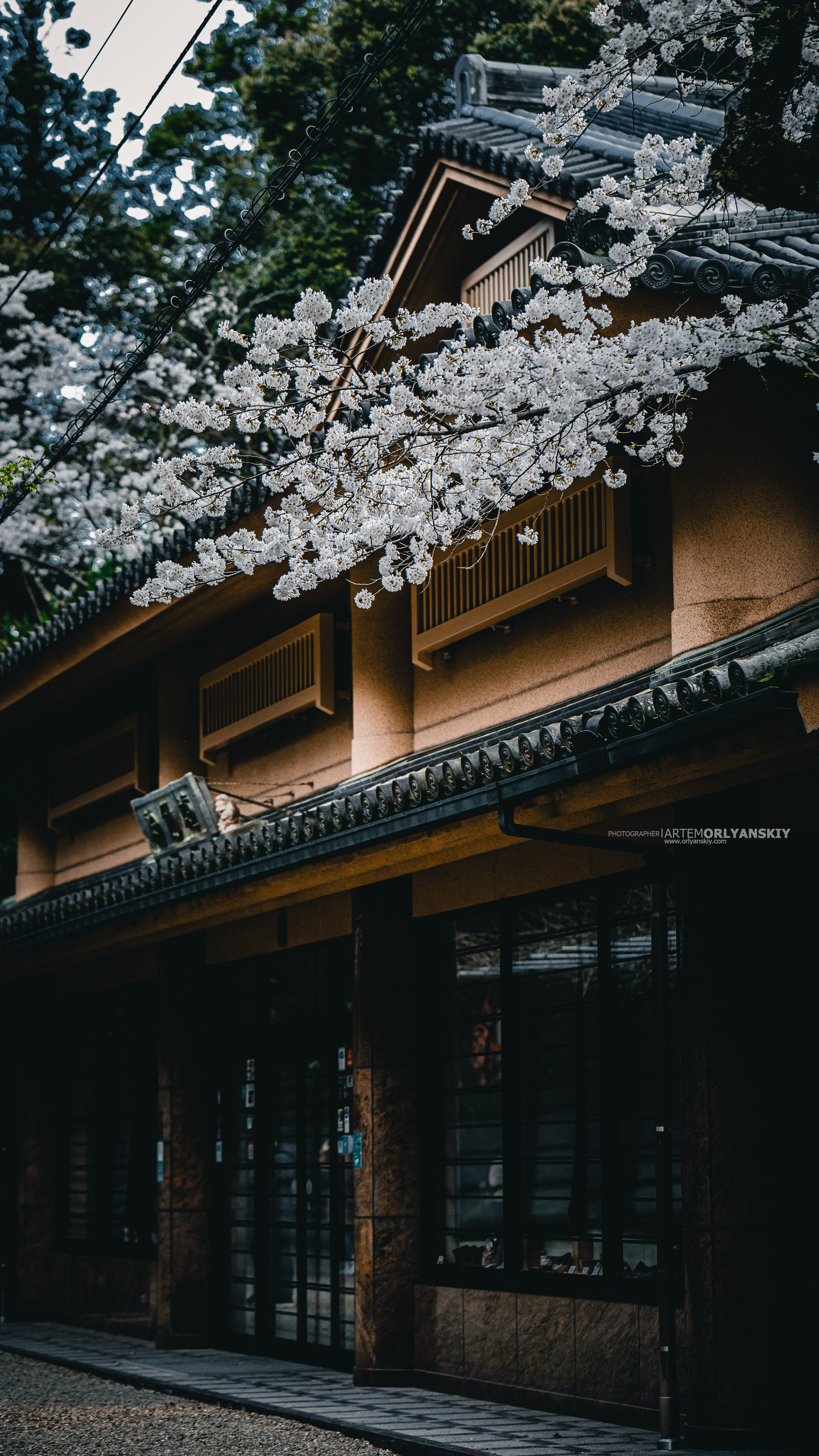 Невероятная Япония: Сезон Цветение Сакуры. Свадебный и Студийный фотограф из Казахстана Артем Орлянский