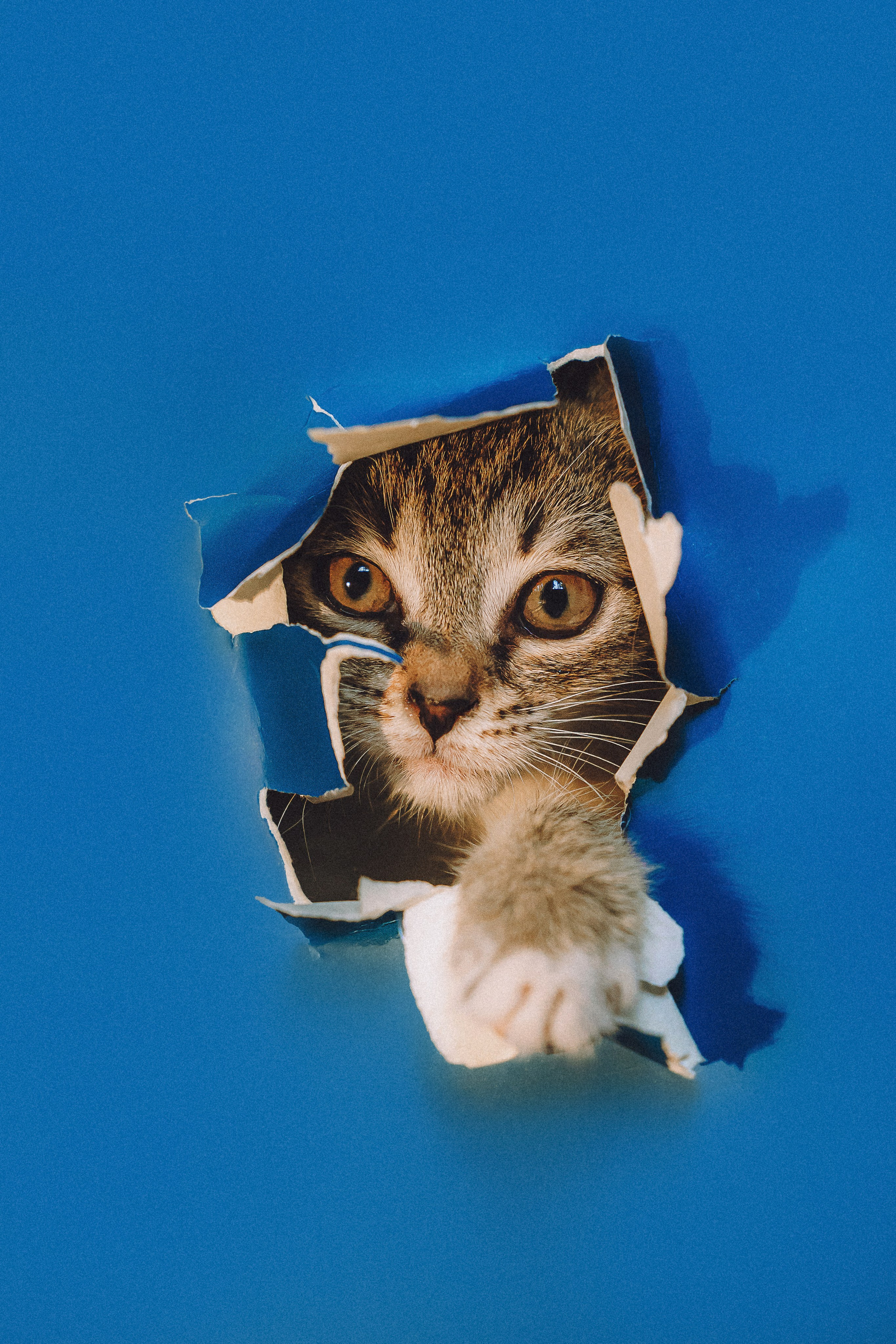 Более 30 идей для фотосессии с котенком