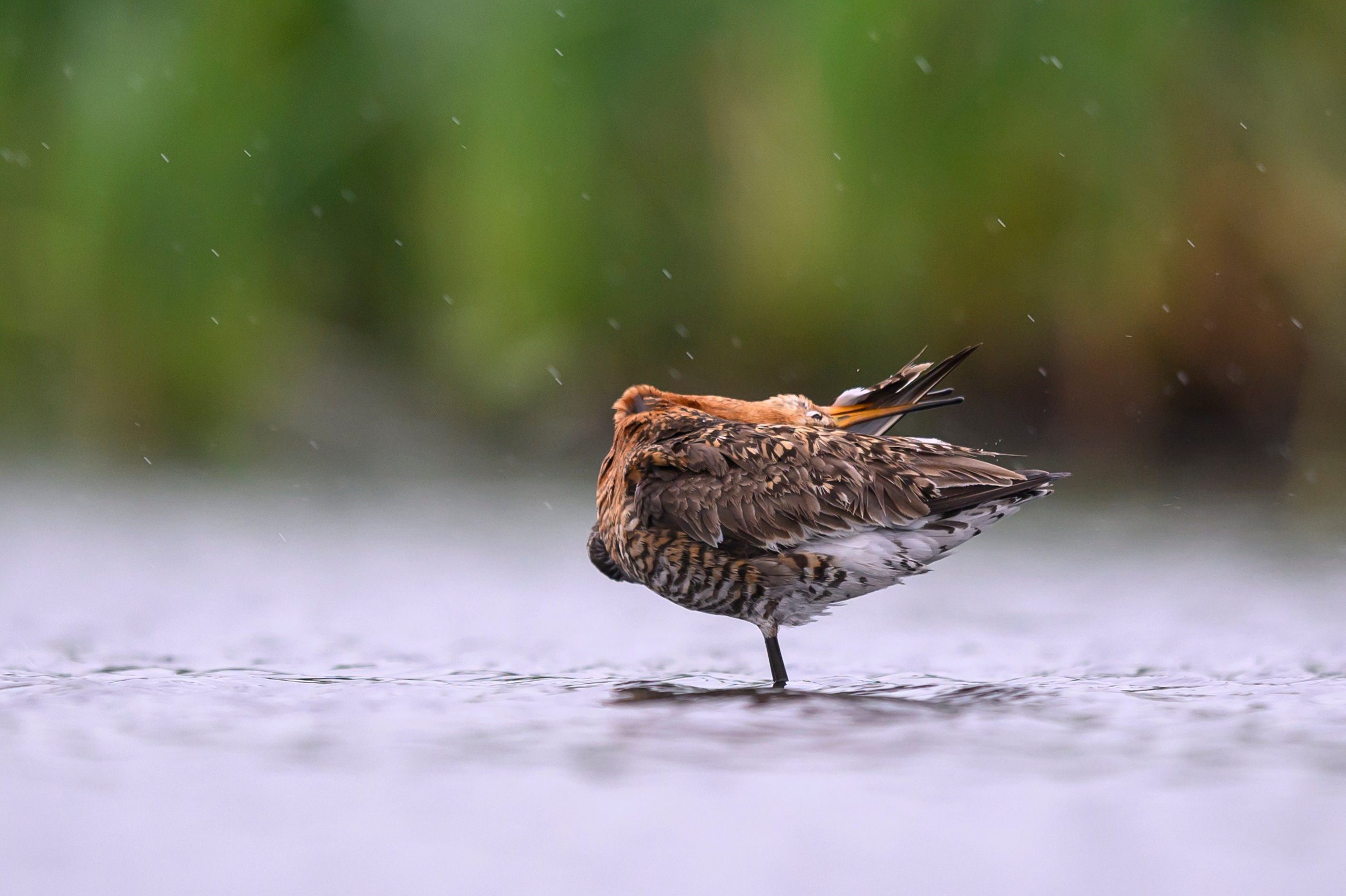Поручейники и большой веретенник. Wildlife photography by Sergey Puponin