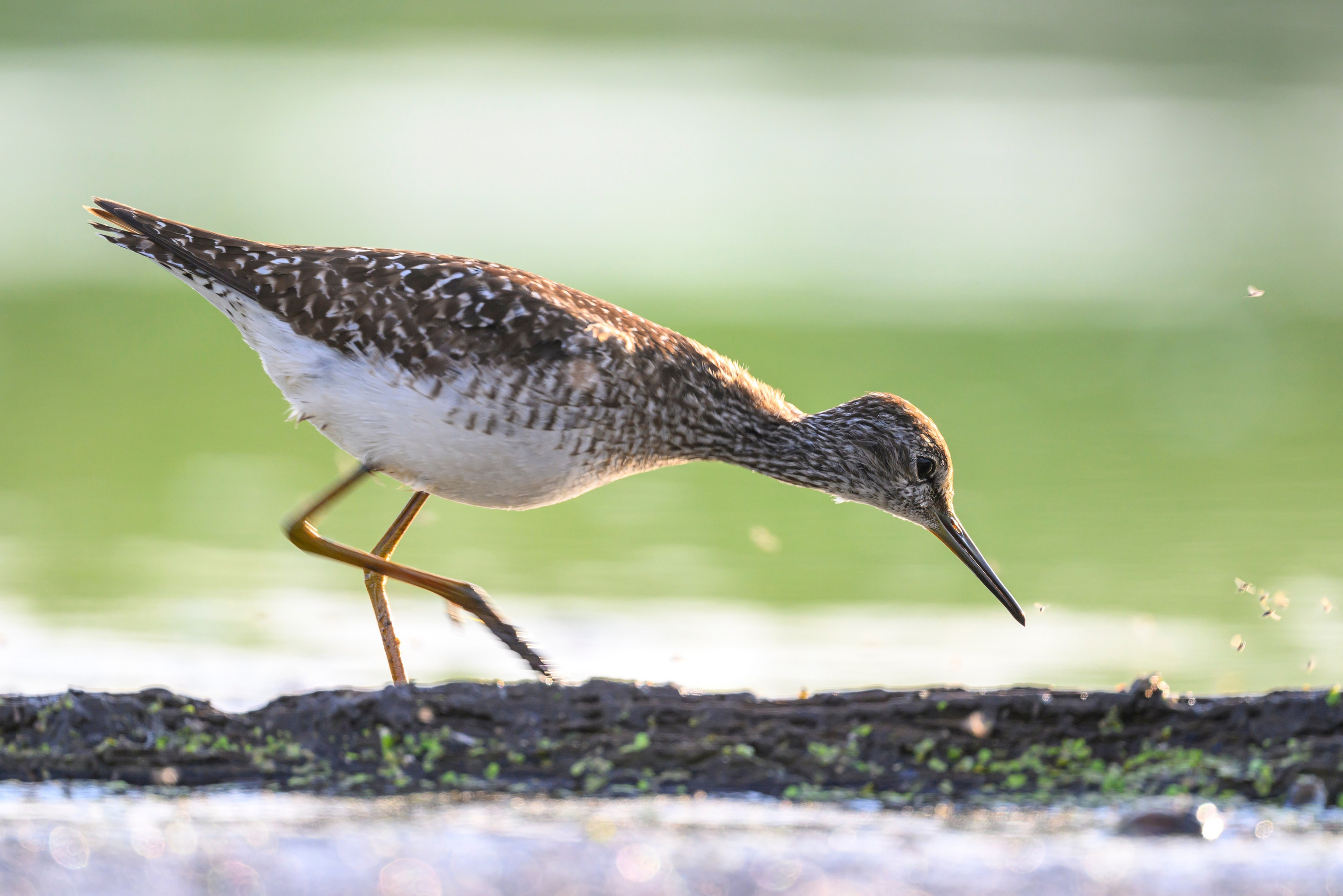Поручейники и щеголь. Wildlife photography by Sergey Puponin