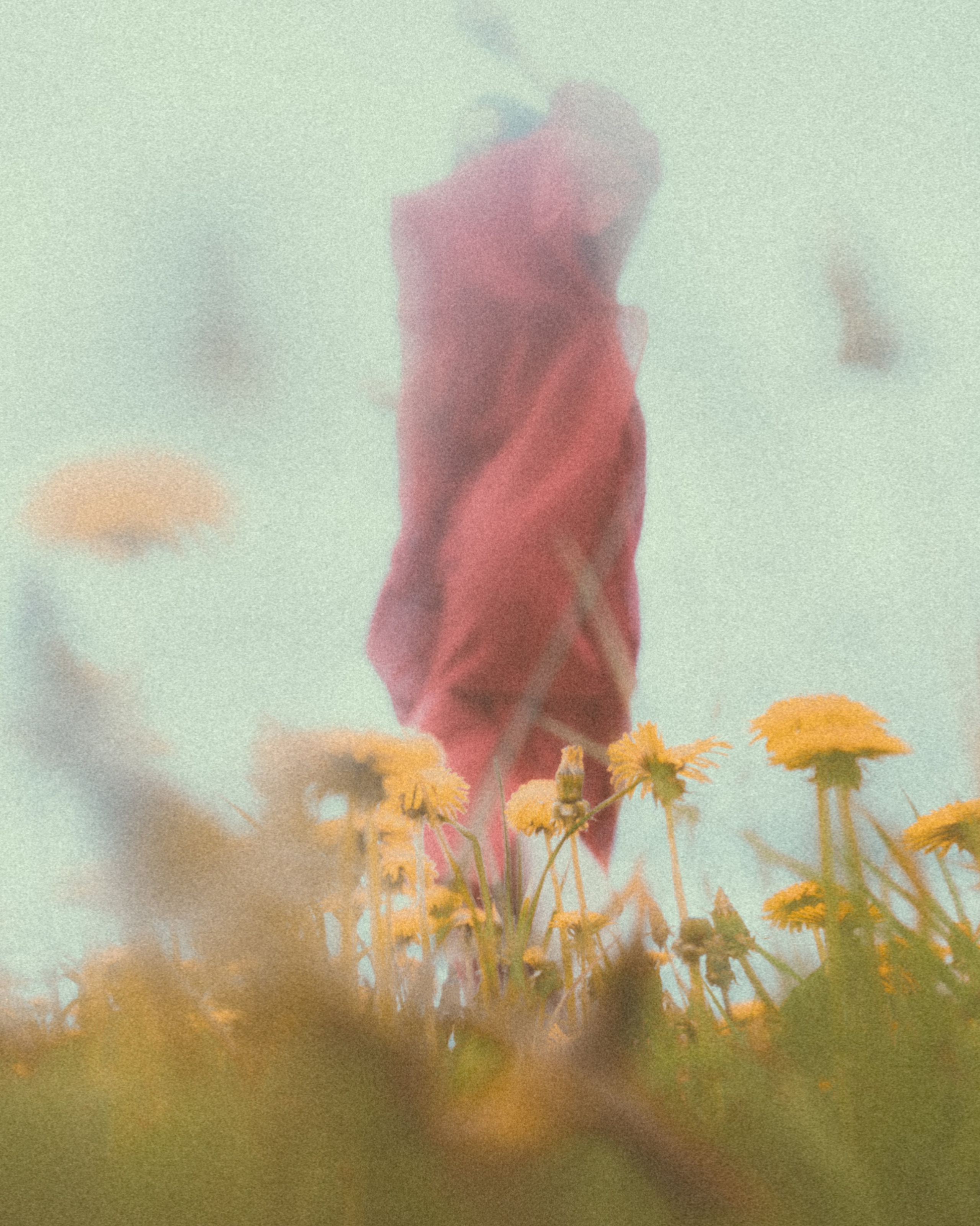 DANDELION FIELD. Liliya Zhilina — visual artist and art-fashion photographer