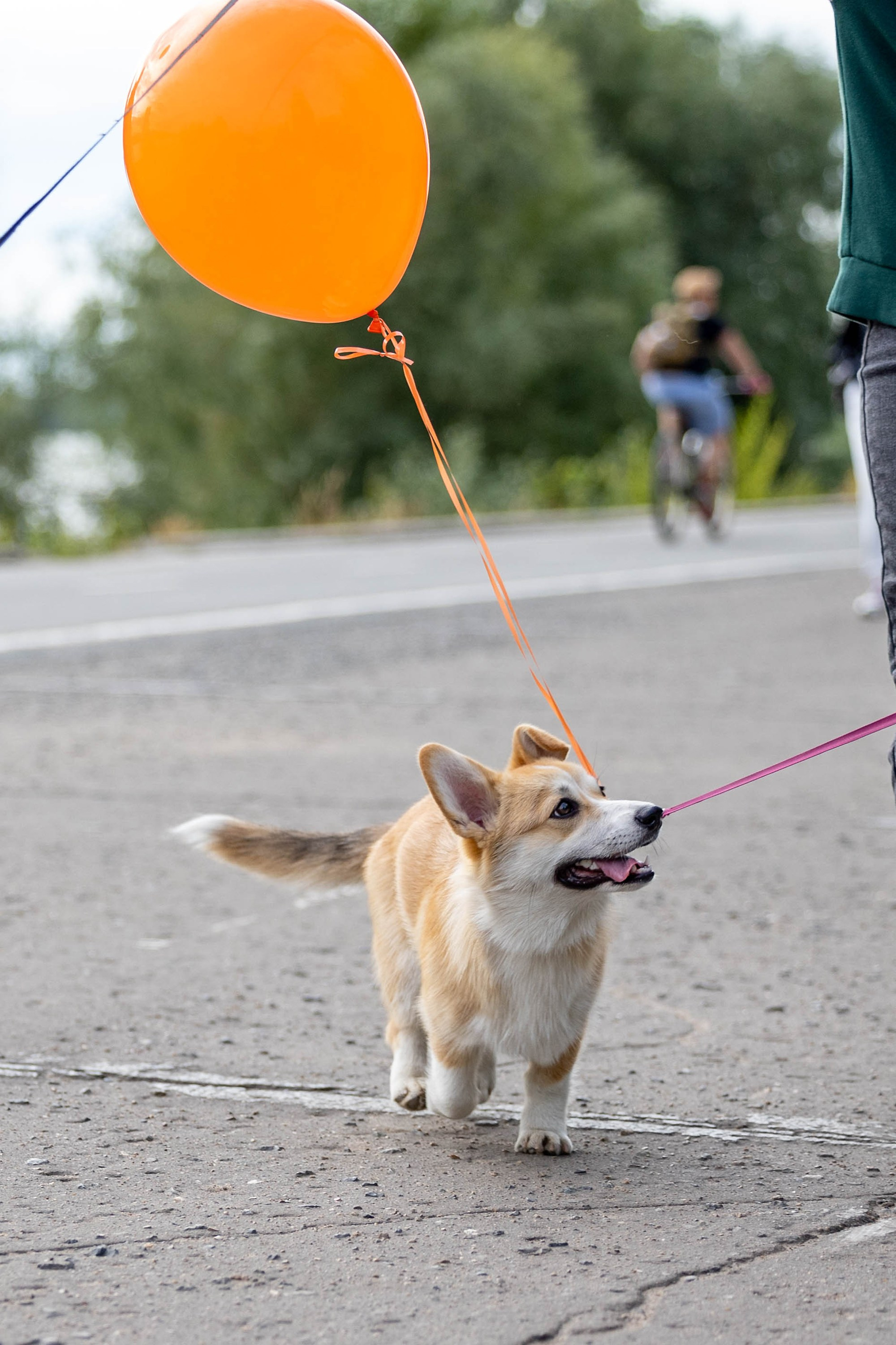 Корги-туса. Фотограф-анималист в Омске Екатерина Маричева