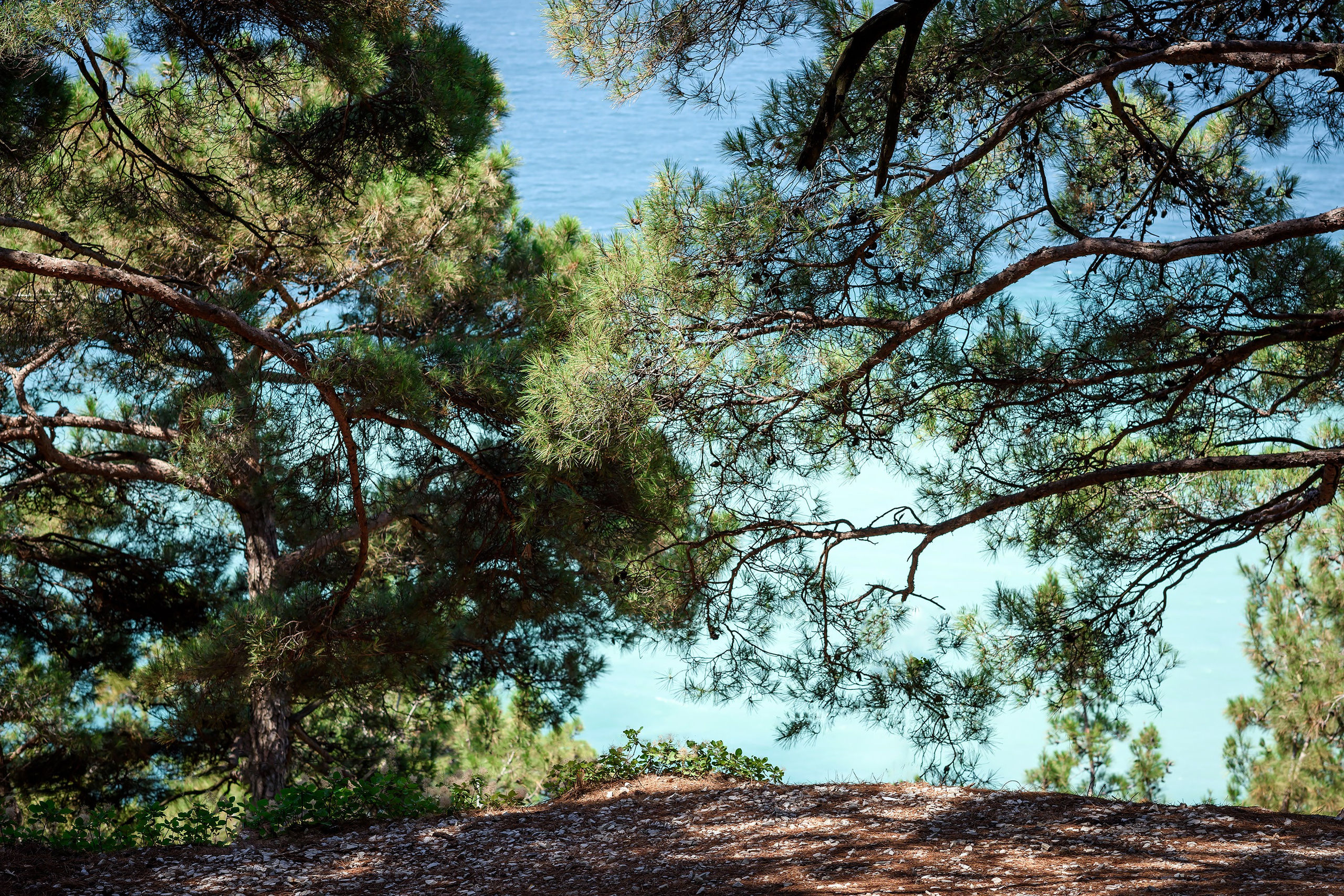 Краснодарский край, локация, фотосессия, сосны, лес, деревья