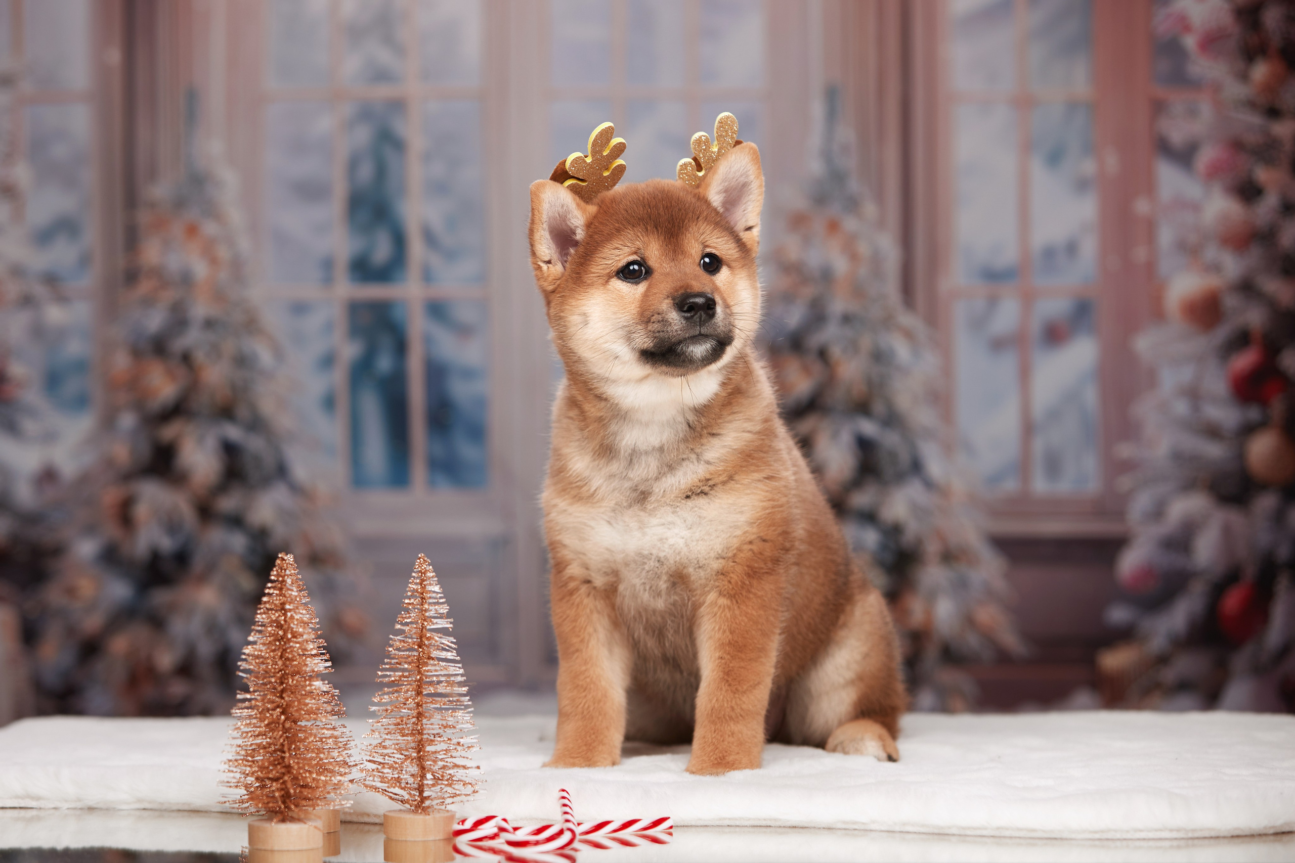 Малыши чихуахуа готовятся к Новому году. Новая коллекция праздничных фонов. ФОТОГРАФ-АНИМАЛИСТ l LANA POLYAKOVA