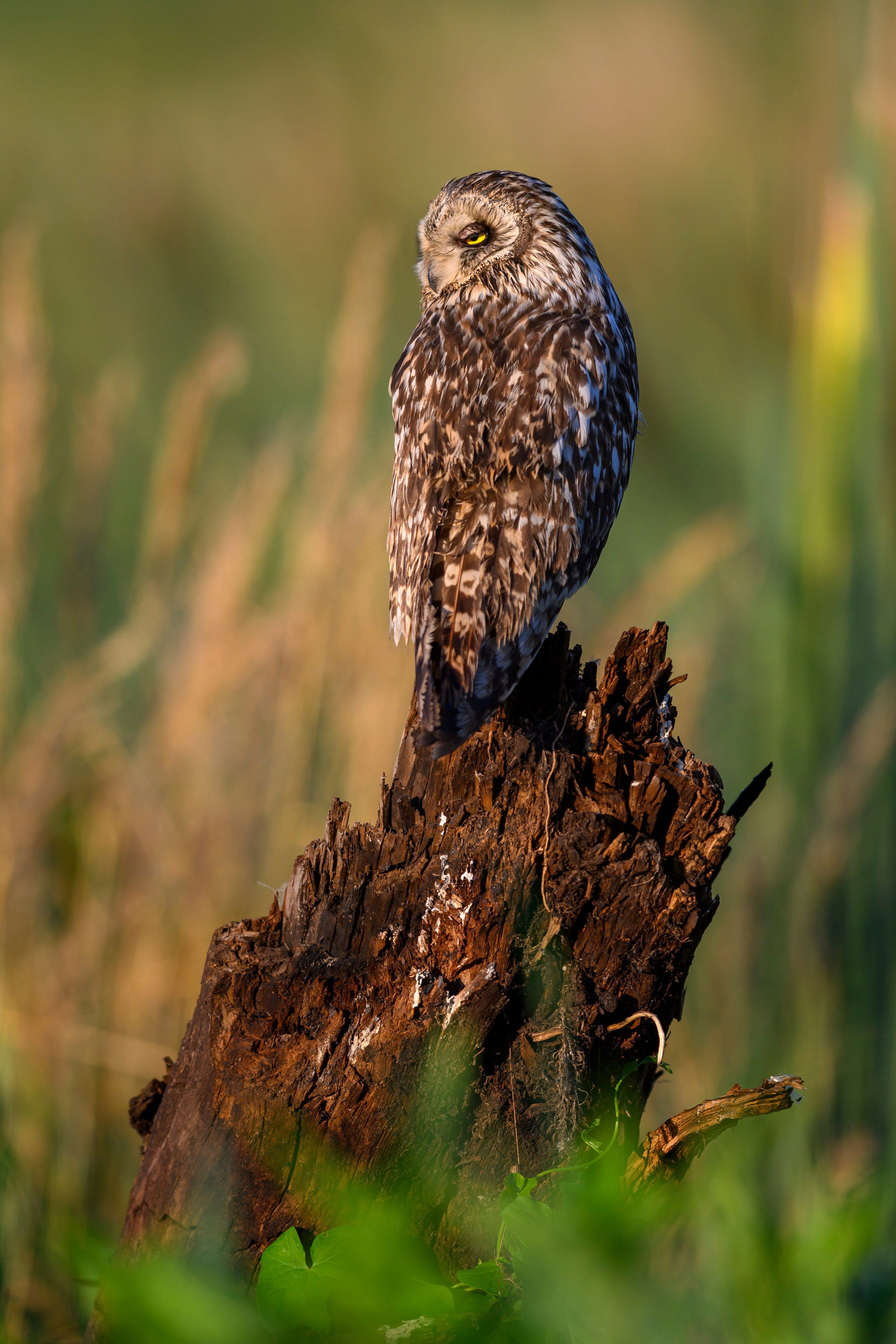 Портреты совы. Owl Portraits. Wildlife photography by Sergey Puponin