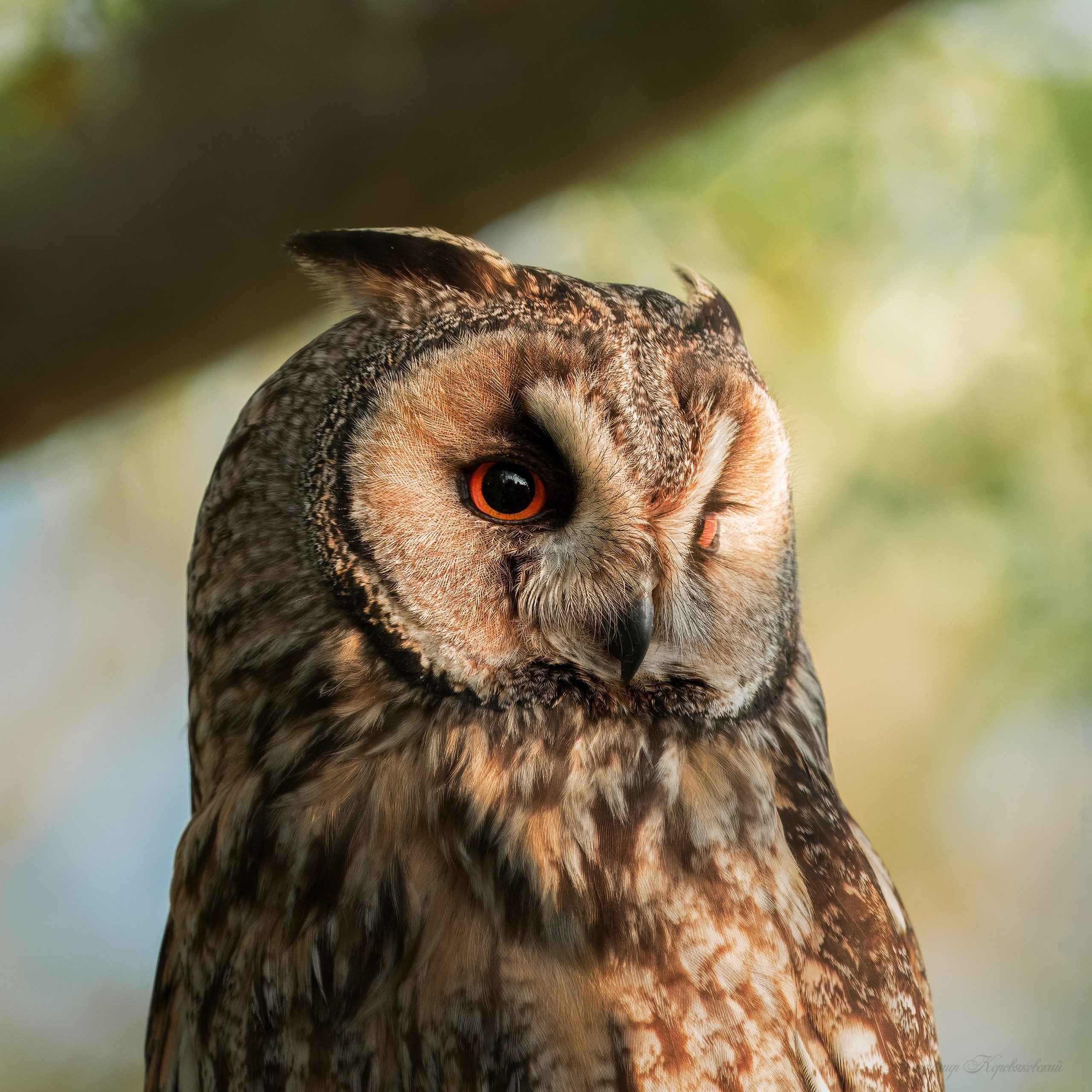 Животные. Фотограф Владимир Коровяковский
