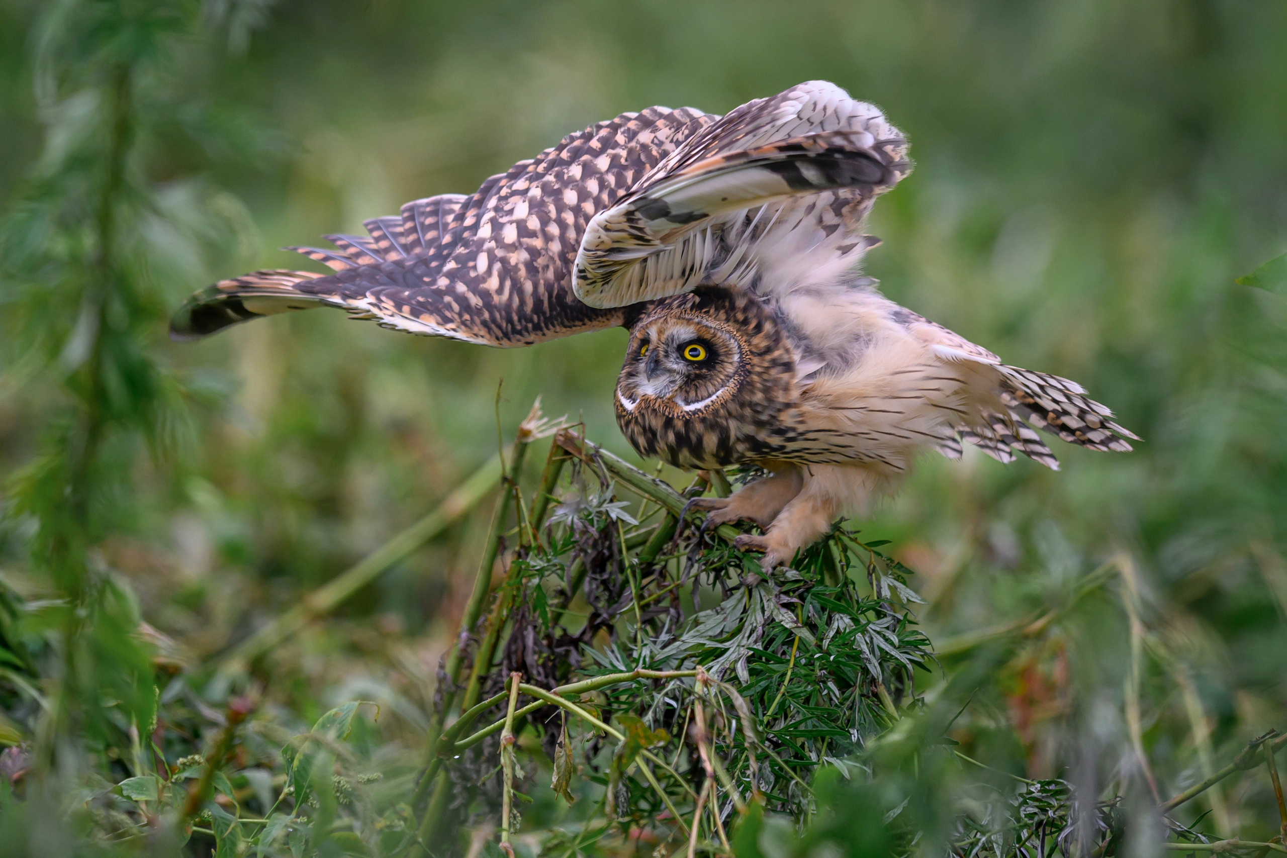 Совята и тест фотоштатива на дверь авто. Owlets and Test of DIY Window Mount. Wildlife photography by Sergey Puponin