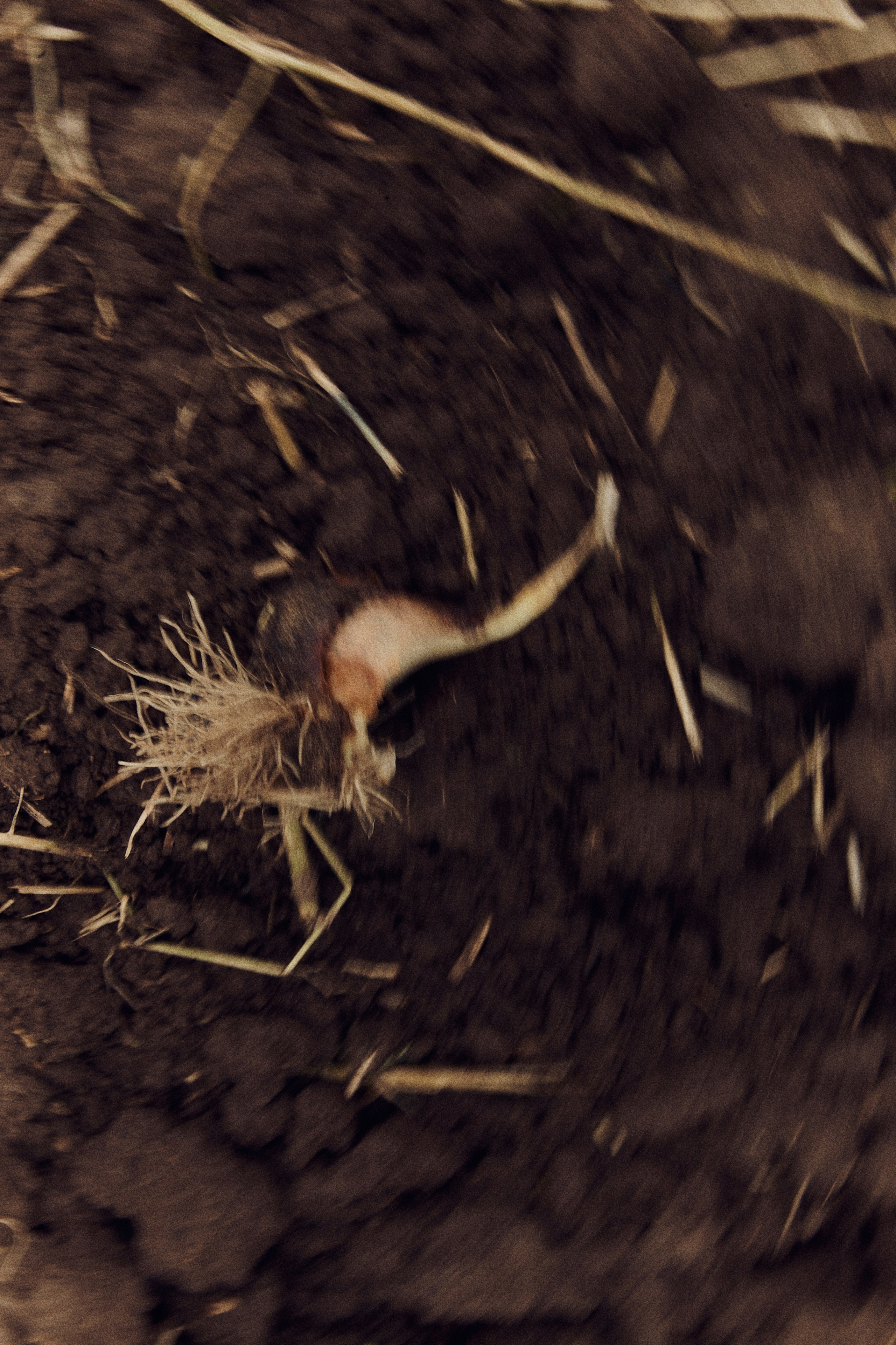 Виолетта и Александр. Свадебный и семейный фотограф в Иваново и Москве Мильков Вадим