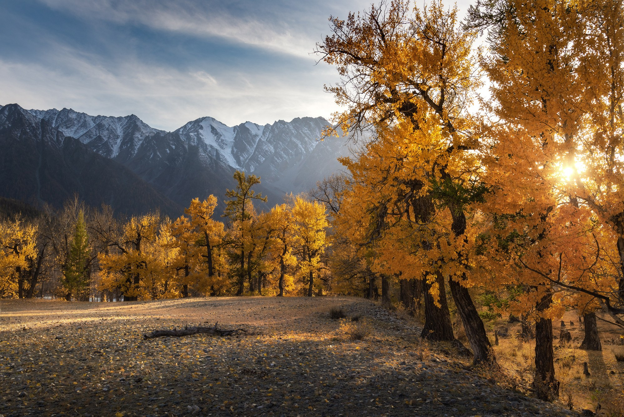 В плену медовых тополей. Катунский хребет, Кош-Агачский район, сентябрь 2022