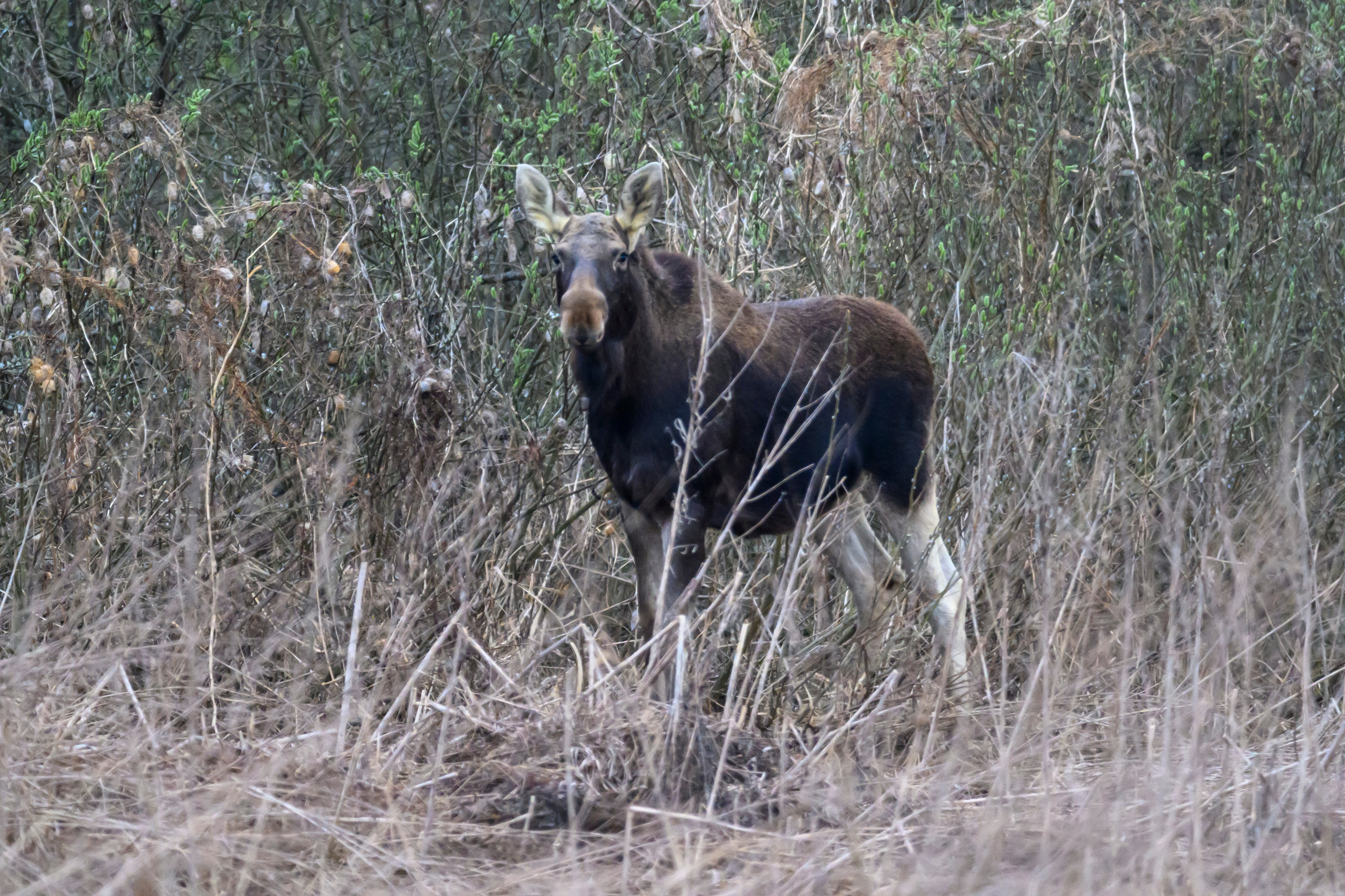 Лось и одинокий журавль. Wildlife photography by Sergey Puponin