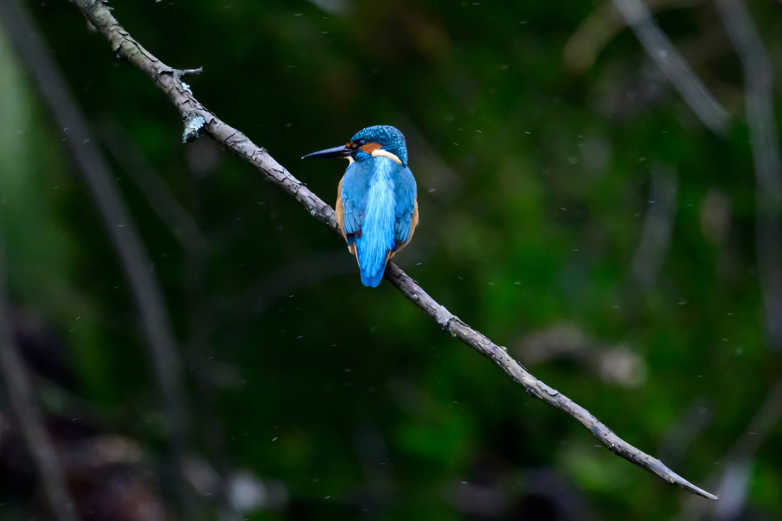 Зимородок KingFisher. Фотограф Сергей Пупонин