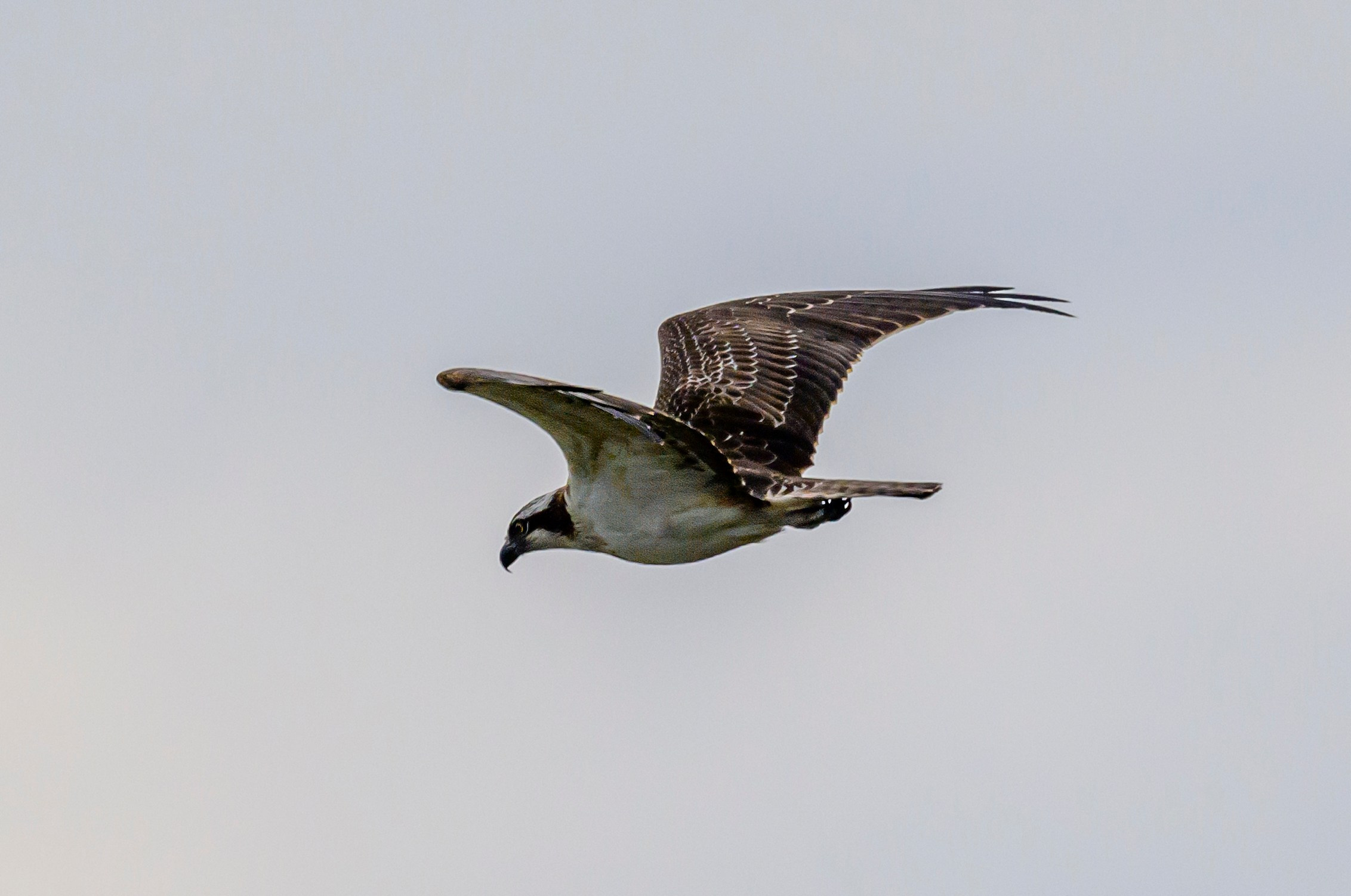 Скопа. Osprey. Wildlife photography by Sergey Puponin