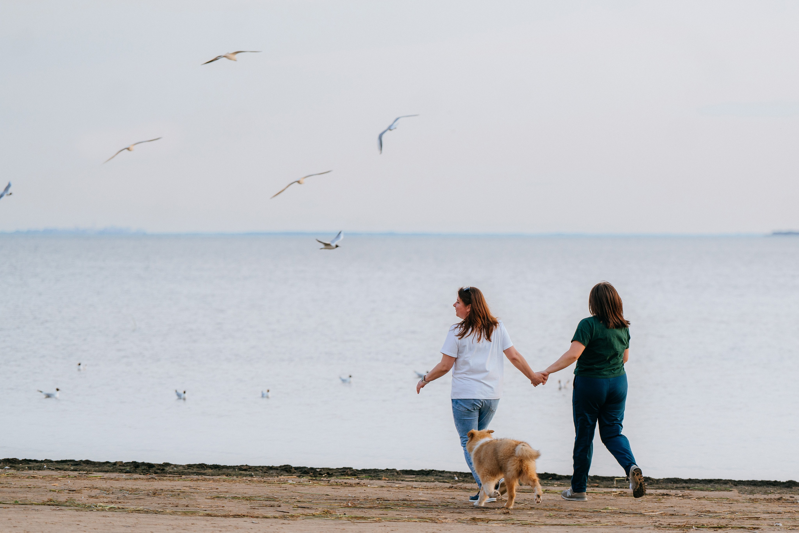 Фотосессия со щенками колли. Фотограф анималист в Спб недорого Олеся Майорова