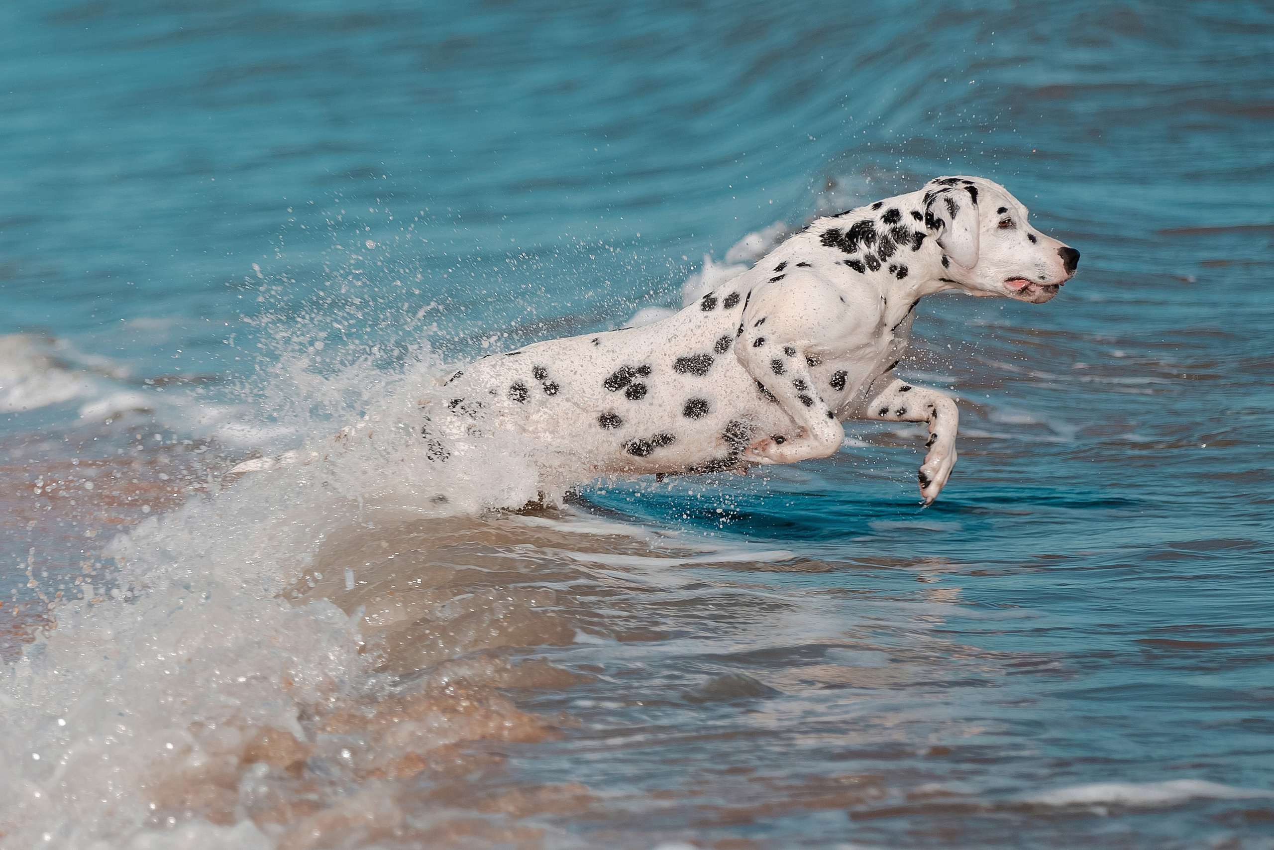 Фотограф-анималист в Краснодаре Маша Мельникова