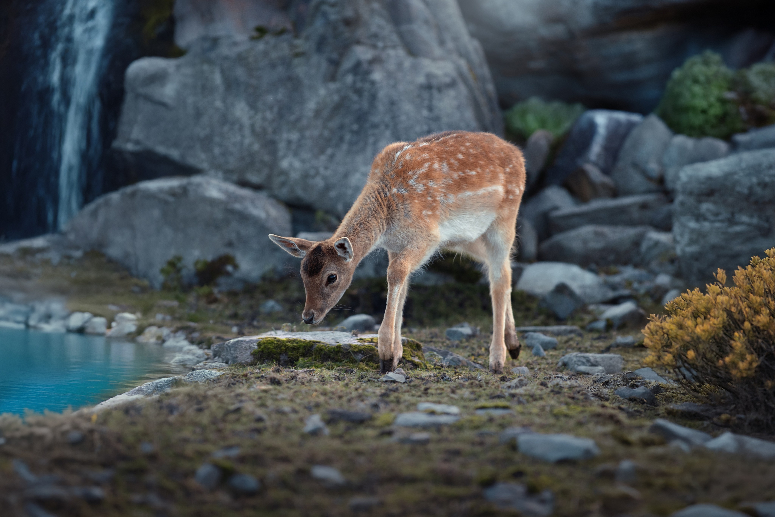Фотограф анималист в Санкт-Петербурге Светлана Писарева