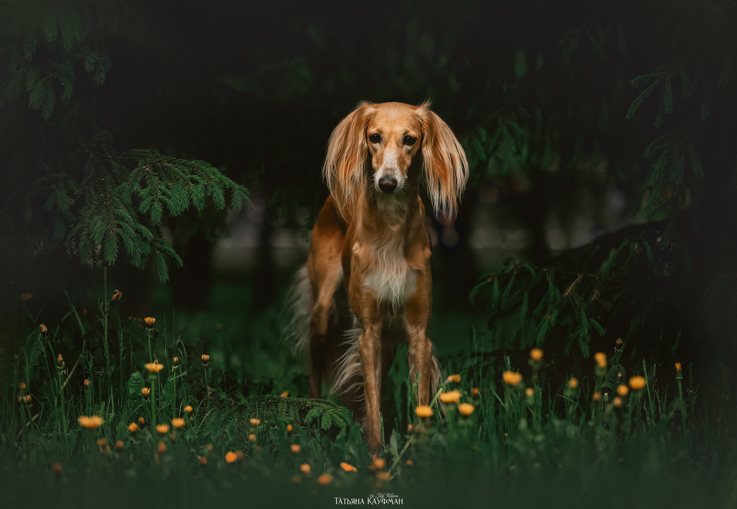 Салюки, фотография салюки, собака в цветах, красивая собака, фотограф анималист, фотокурс Анималистика, научиться фотографировать собак, фотограф Новосибирск