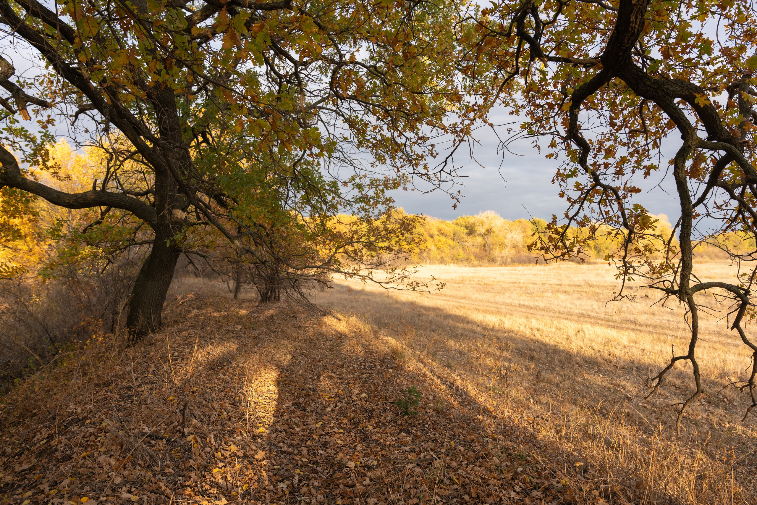 Фотограф |Ленинск, Волжский, Волгоград| Наталья Савилова