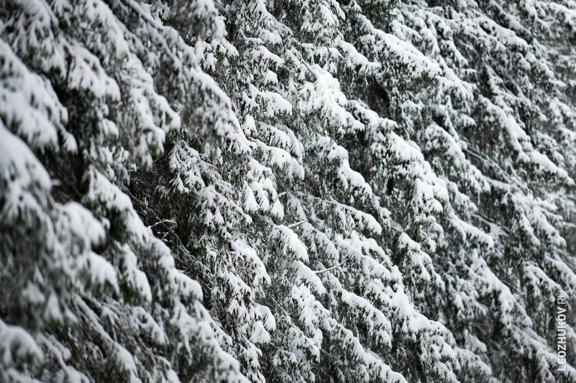Rally Vyborg 2024. Sports photographer Leonid Zhukov