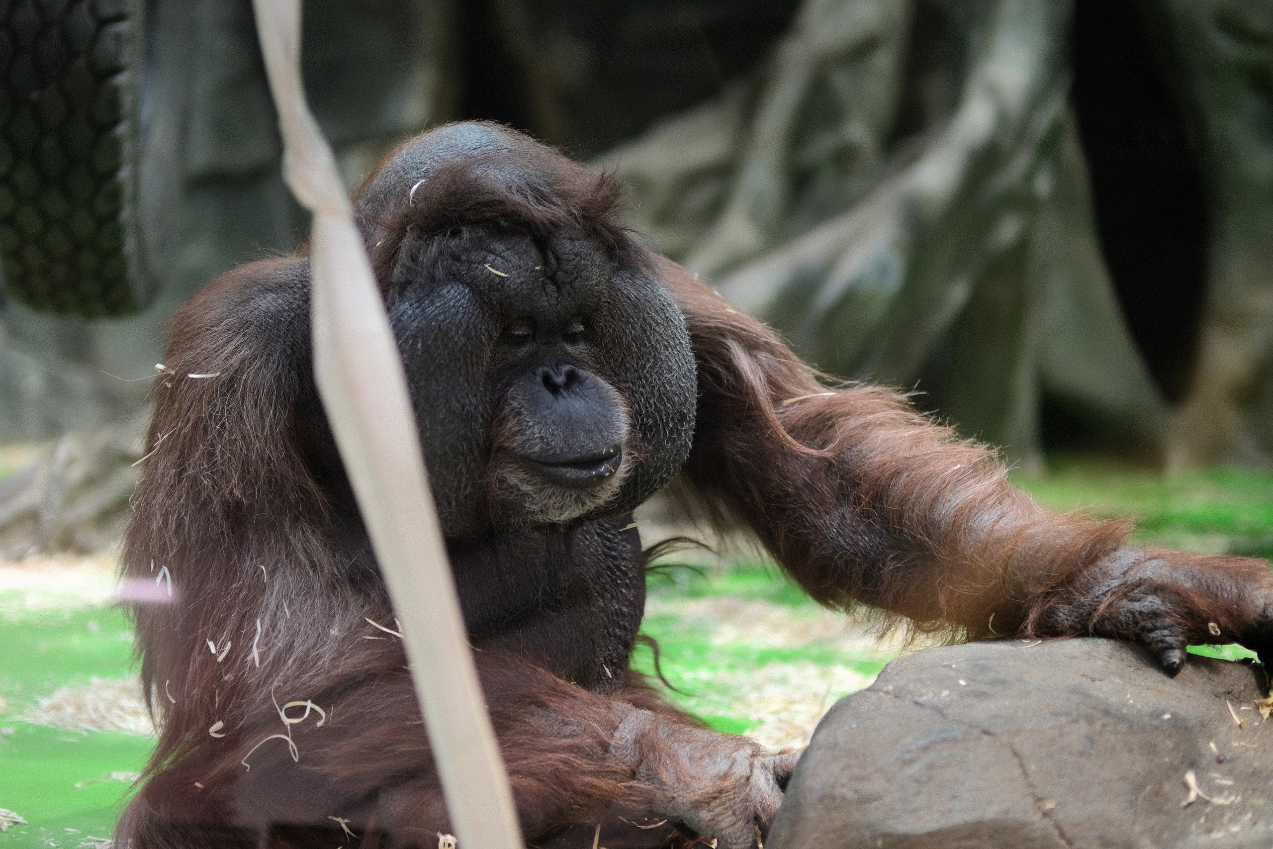 Взрослый самец орангутана в Московском зоопарке, приматы и редкие виды обезьян
