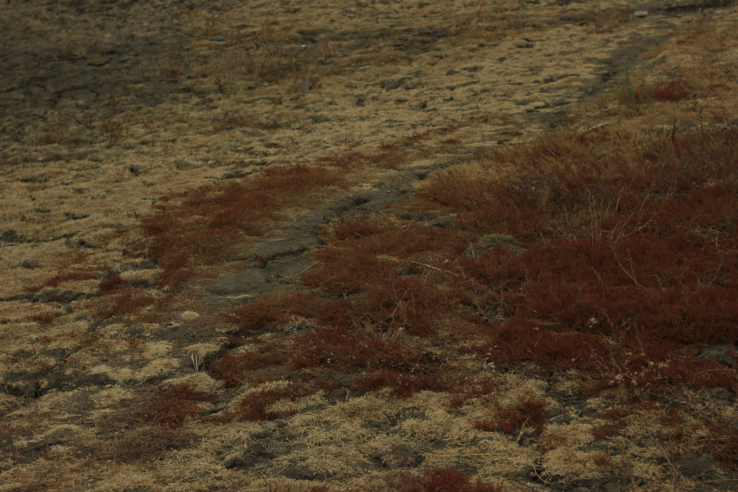 Разбойщина, Саратов, студенческая архитектурная мастерская Евгения Спирина и САСК. Фотокрыжовник. Снимаем, дружим, путешествуем