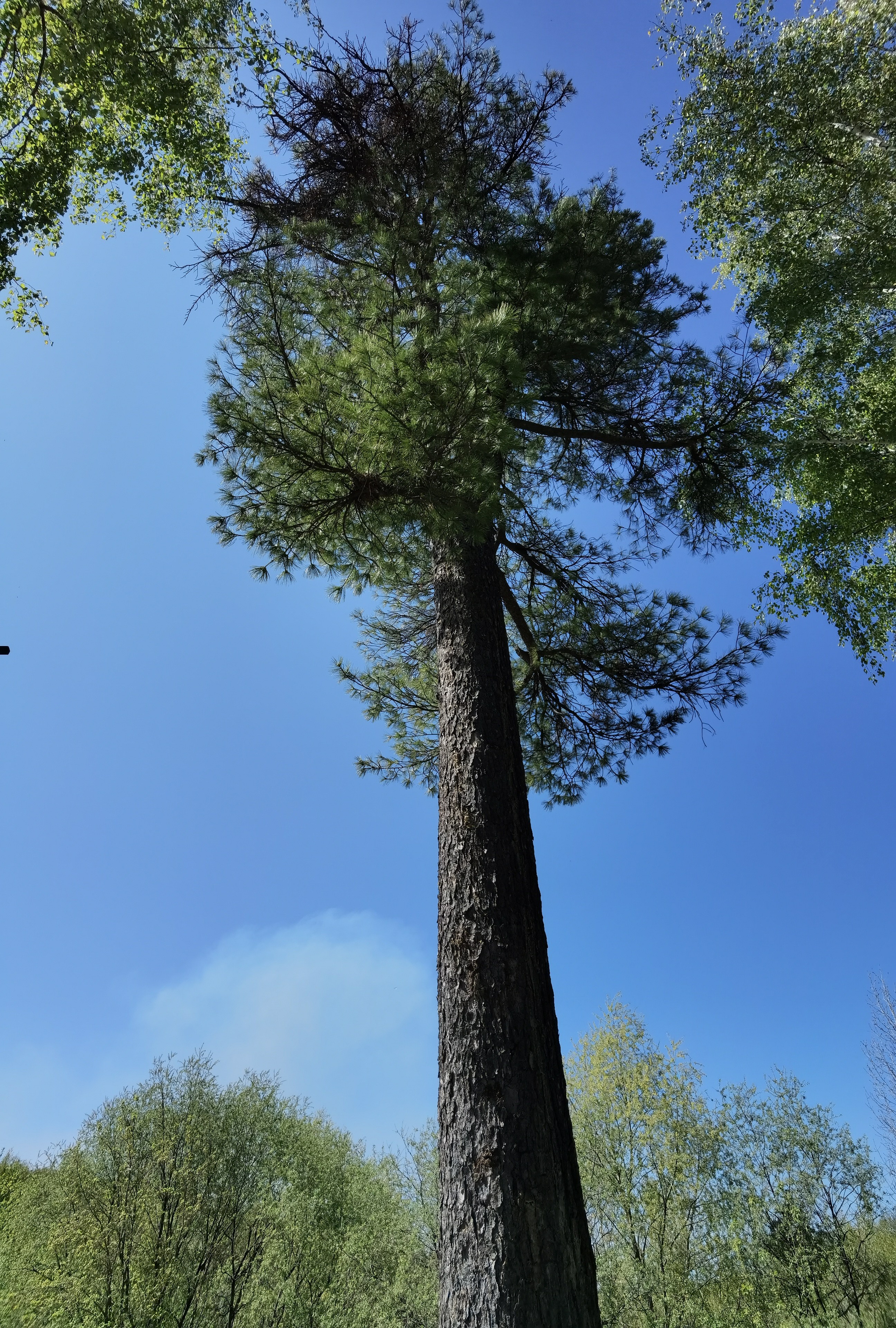 МК Мобильная фотография. Арт-фотограф Крис Л. в Тобольске: портрет, семейные, свадьбы