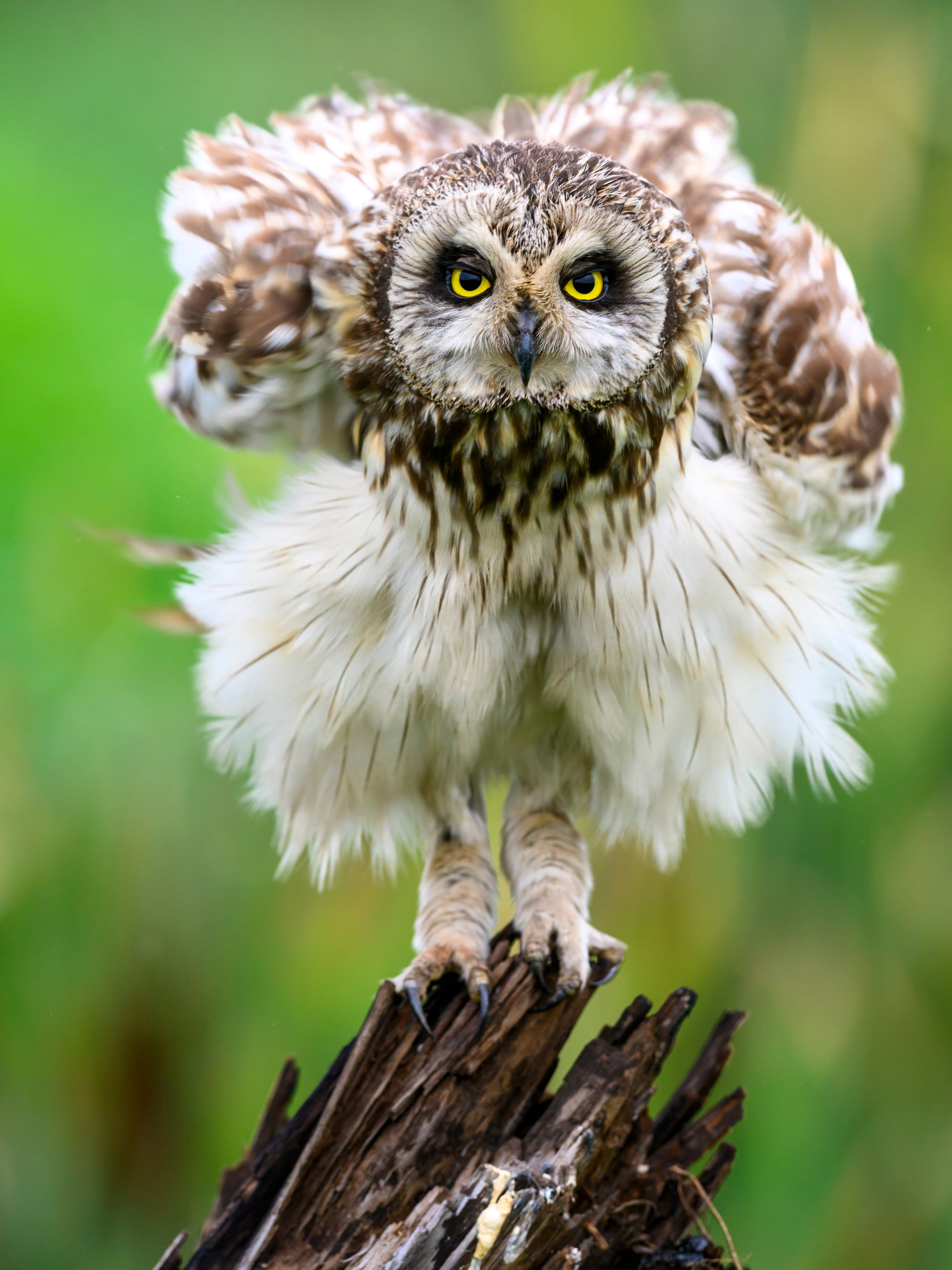 Эмоции совы. The emotions of the Owl. Wildlife photography by Sergey Puponin