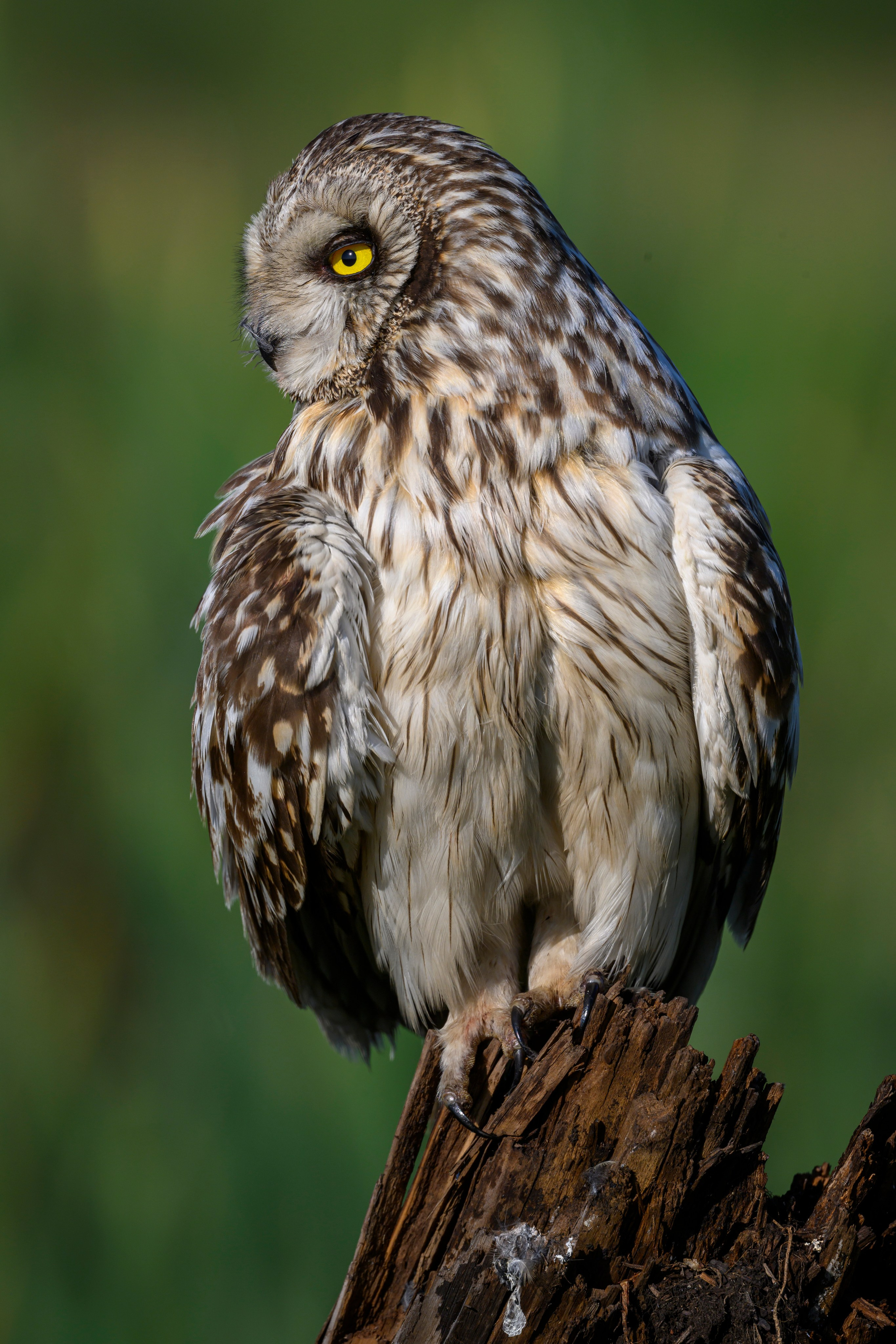 Портреты совы. Owl Portraits. Wildlife photography by Sergey Puponin