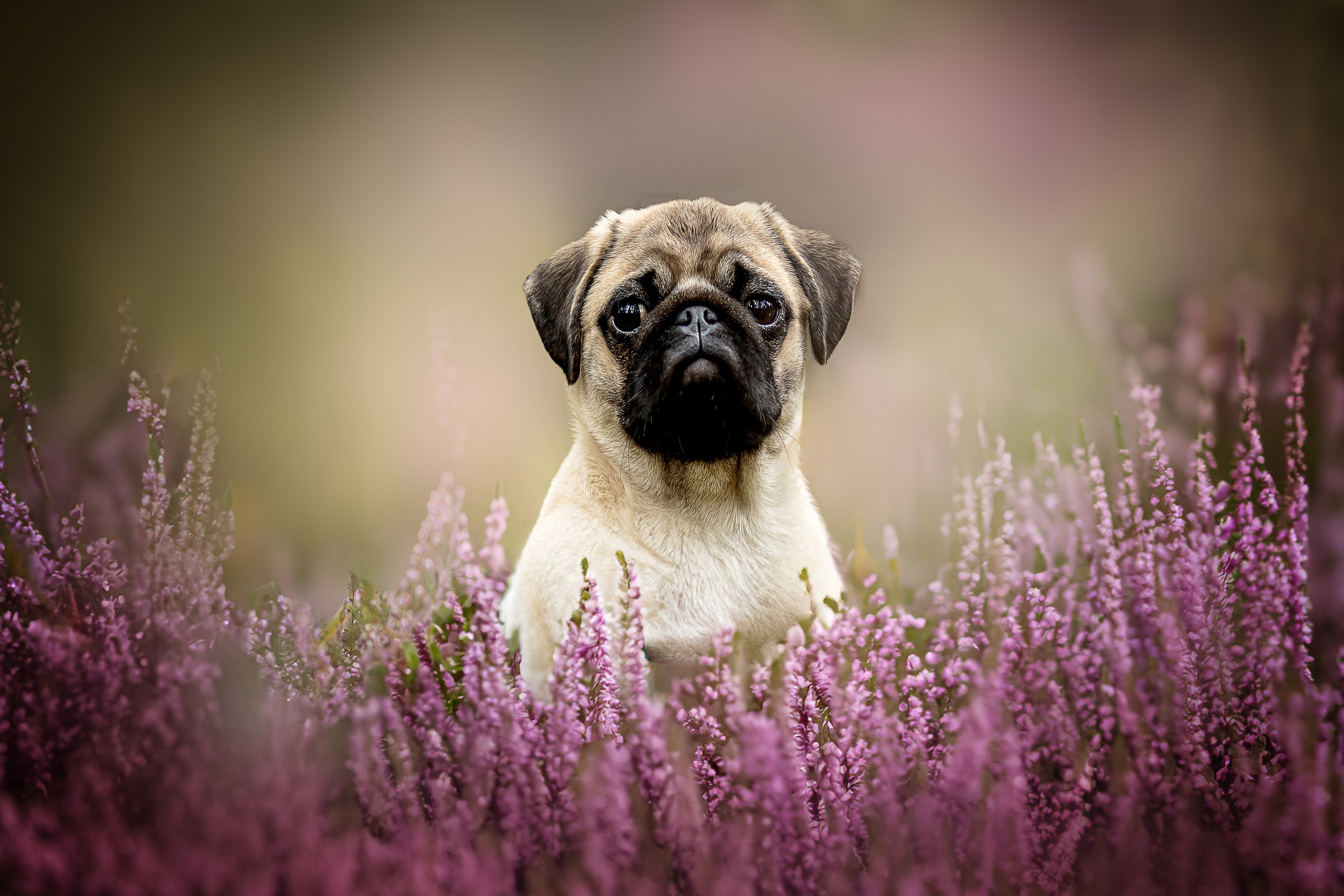 Обо мне. Фотограф-анималист в Москве и Подмосковье