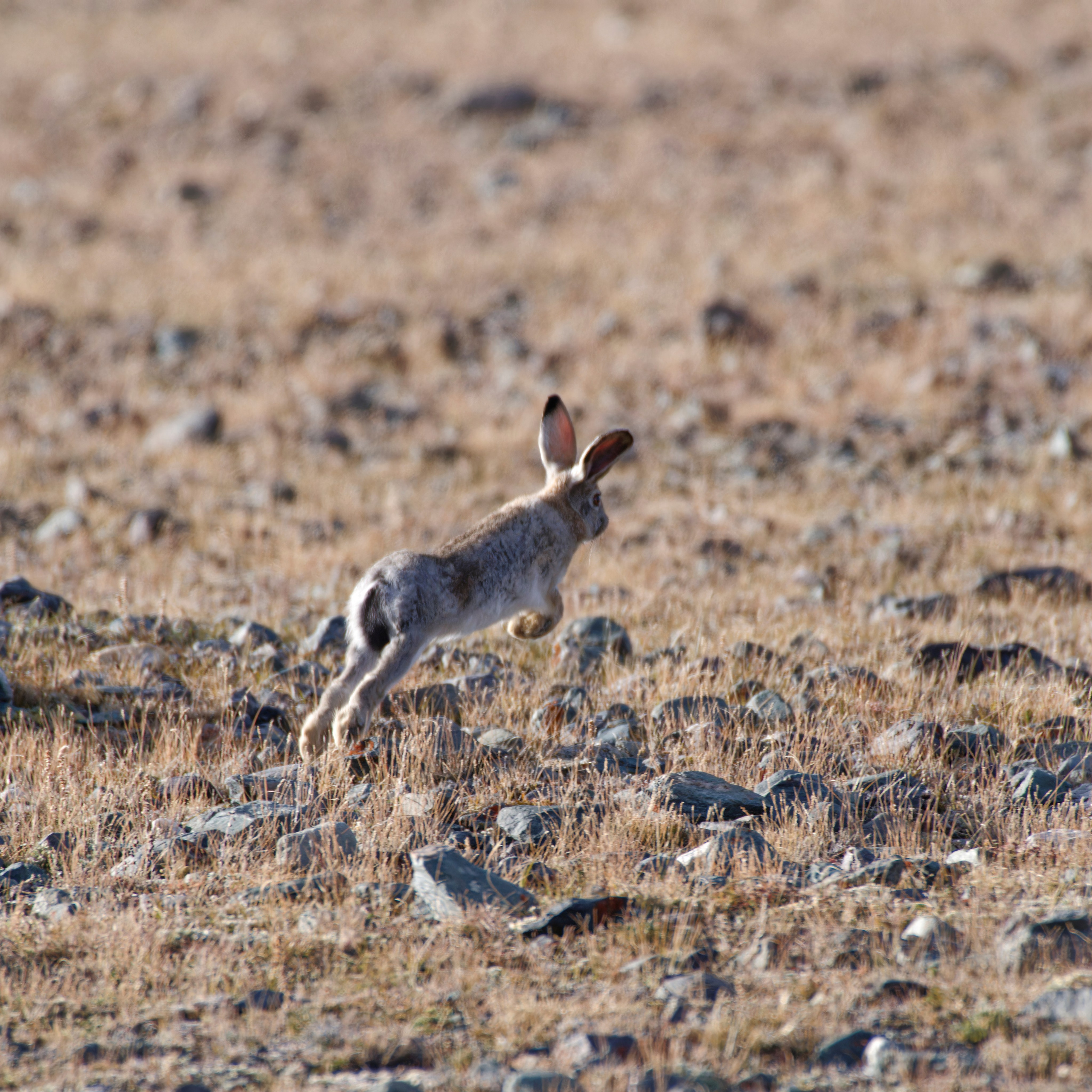 Путешествие по южному Алтаю. Семоха Валерий. Фотограф