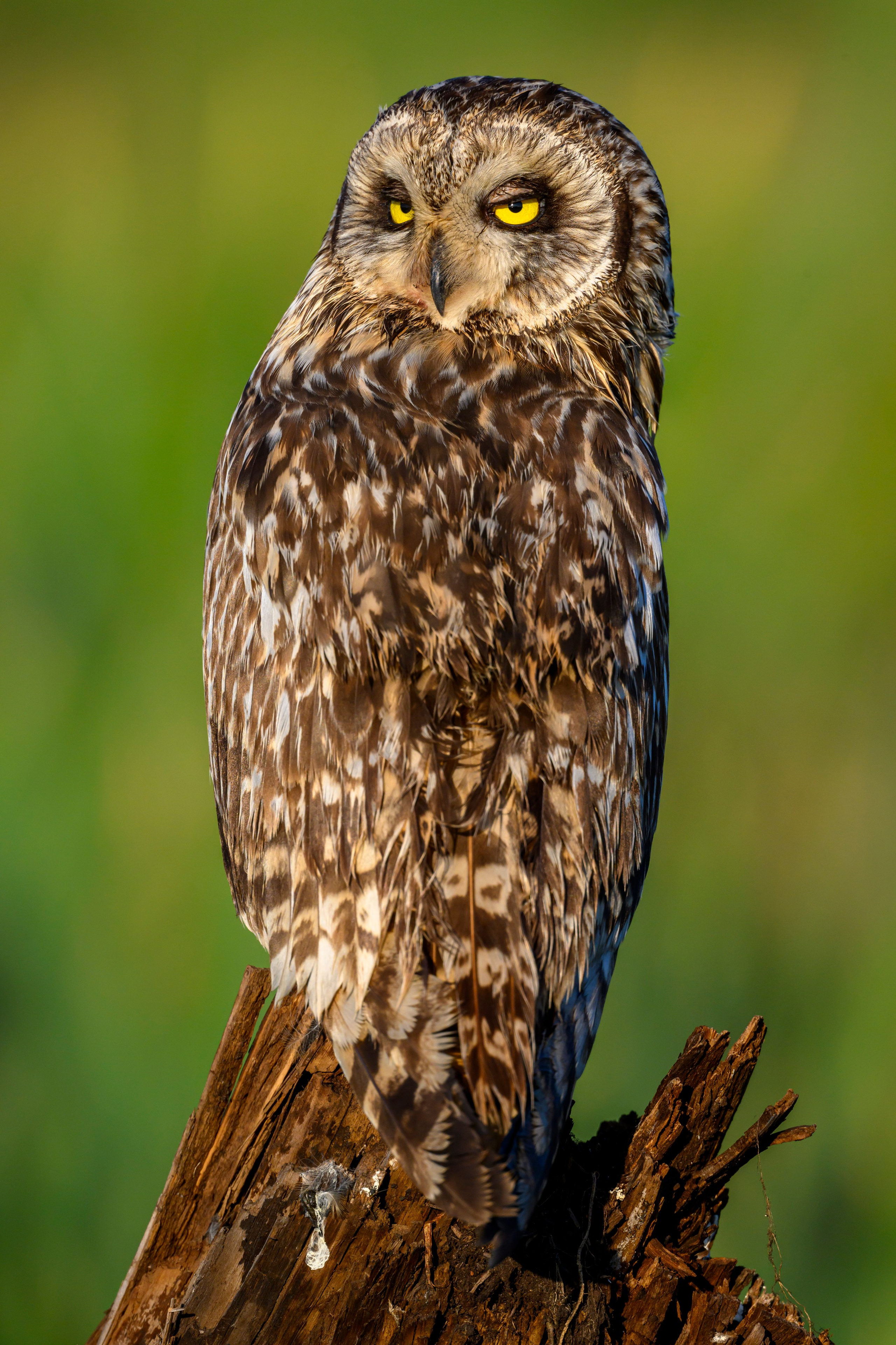 Портреты совы. Owl Portraits. Wildlife photography by Sergey Puponin