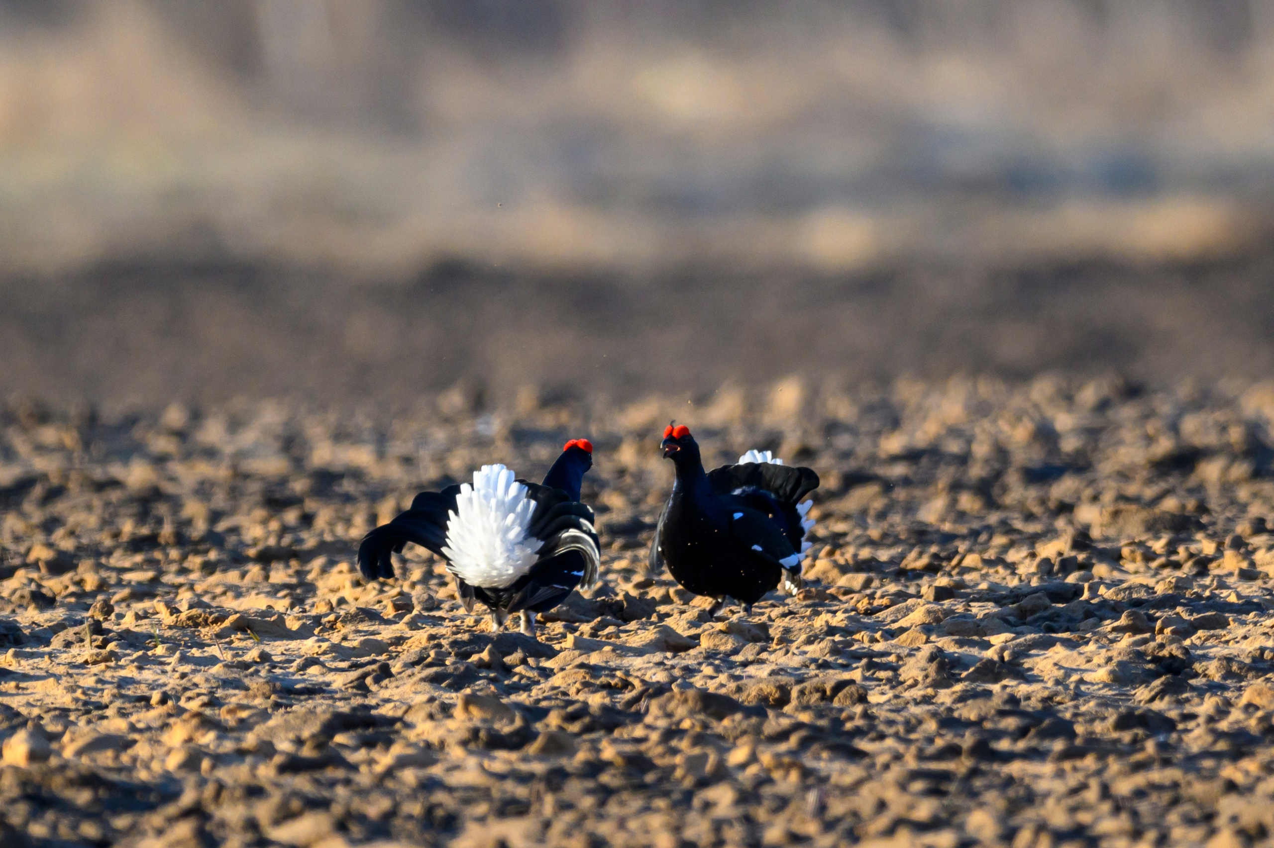 Тетерева, пищуха и лунь. Wildlife photography by Sergey Puponin