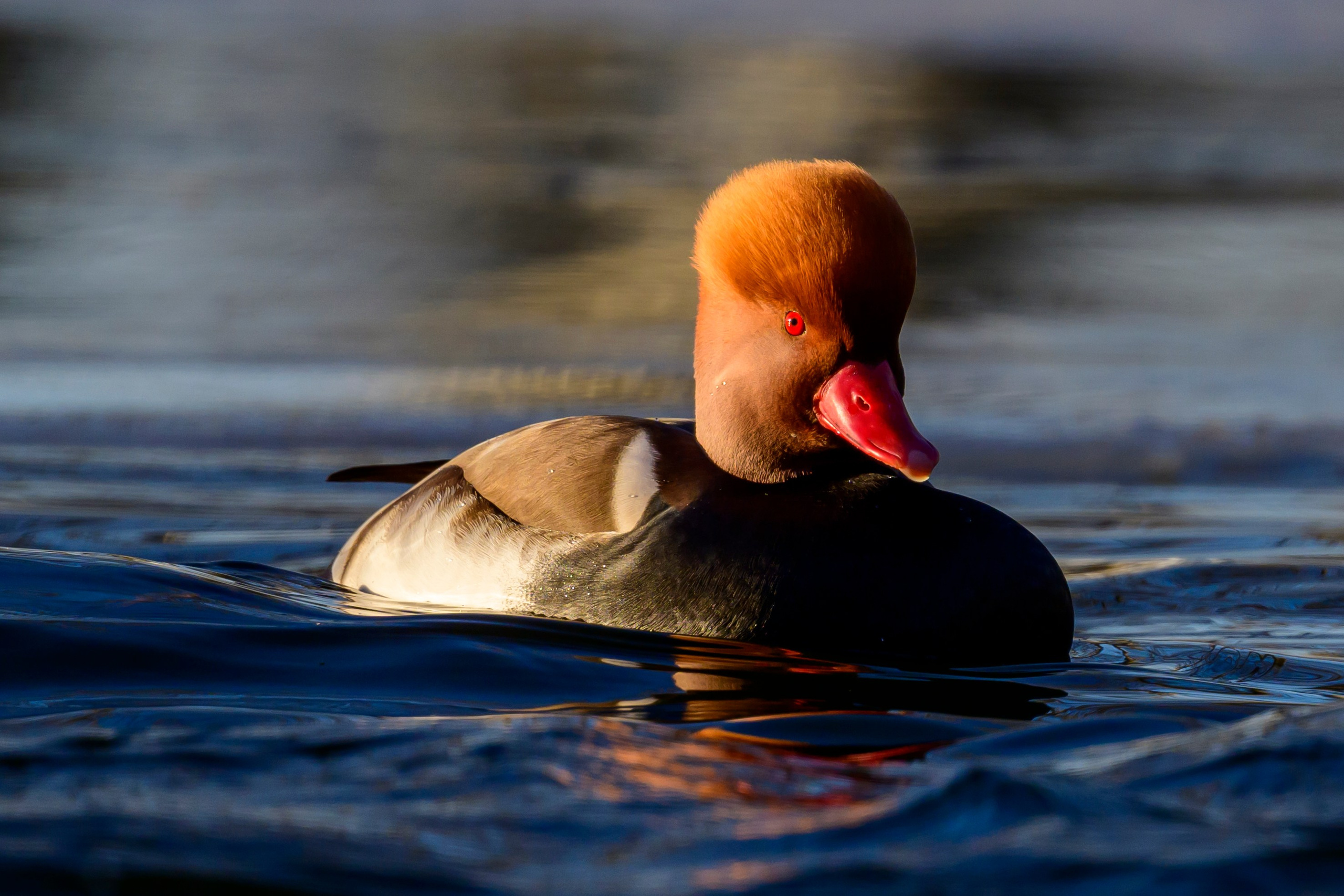 Нырки, пеганки, лебеди. Pochards, shelducks, swans. Wildlife photography by Sergey Puponin