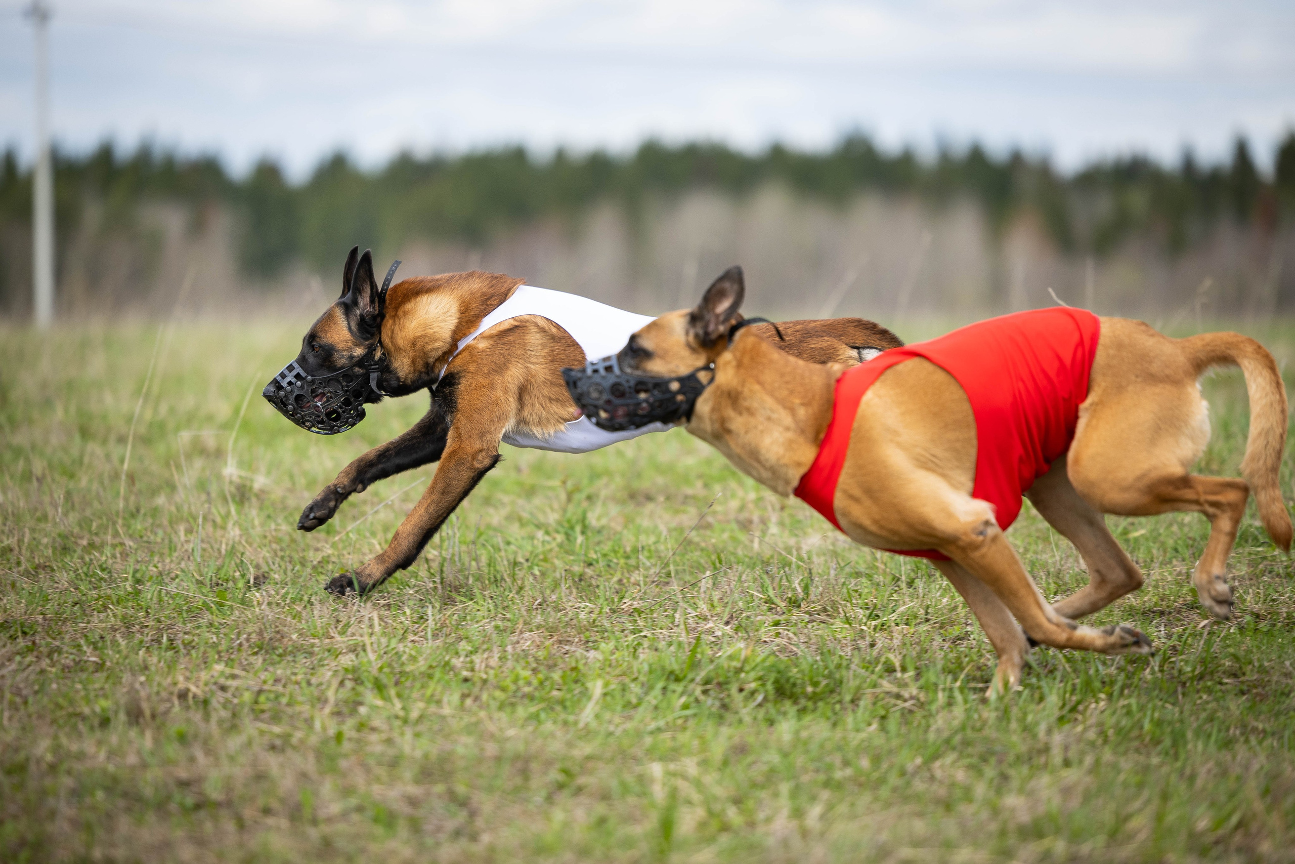 Фотограф Анималист в Перми Анастасия Остерман