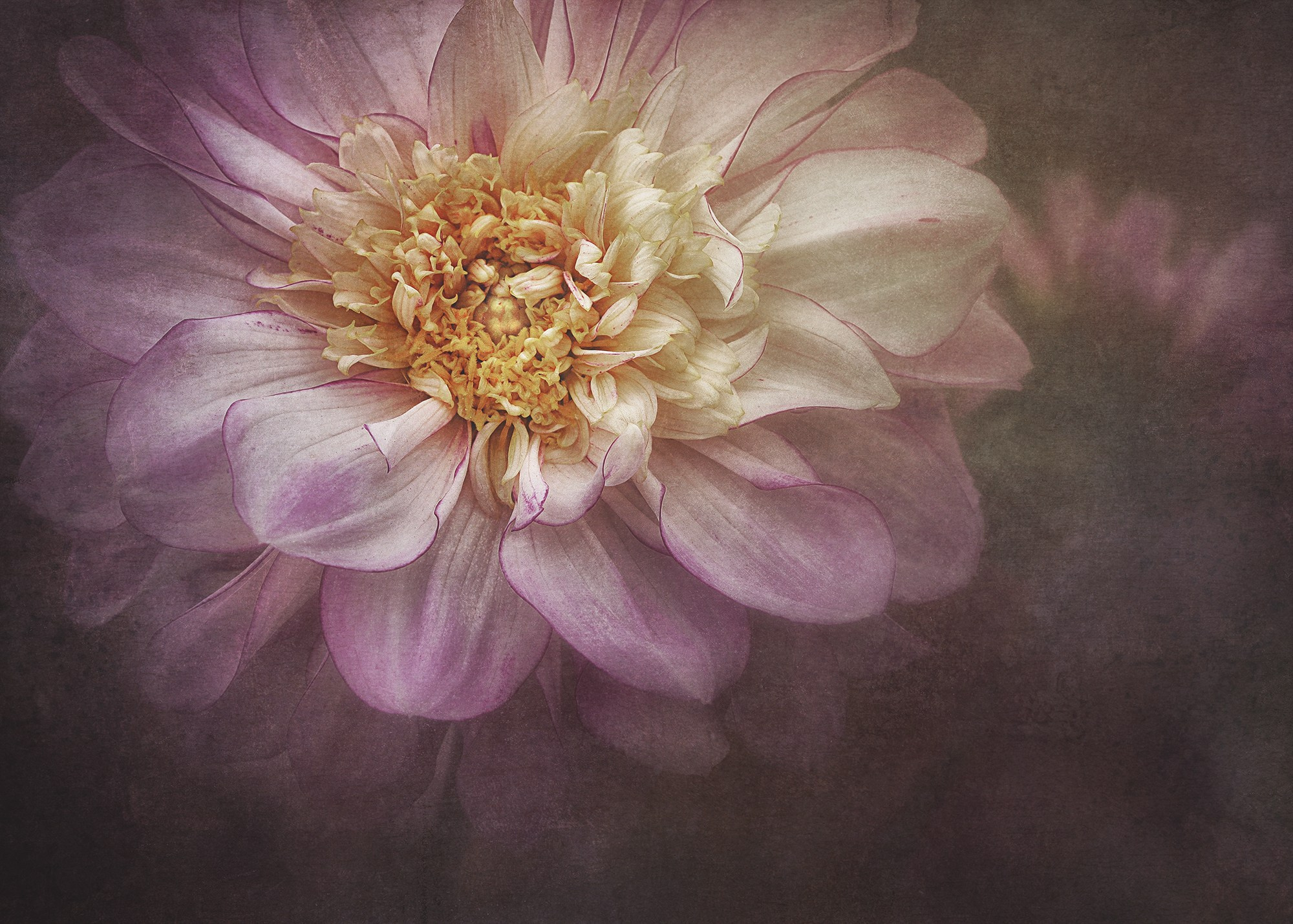 PINK VINTAGE. Eirene G | Photoartist | Flowers from my garden