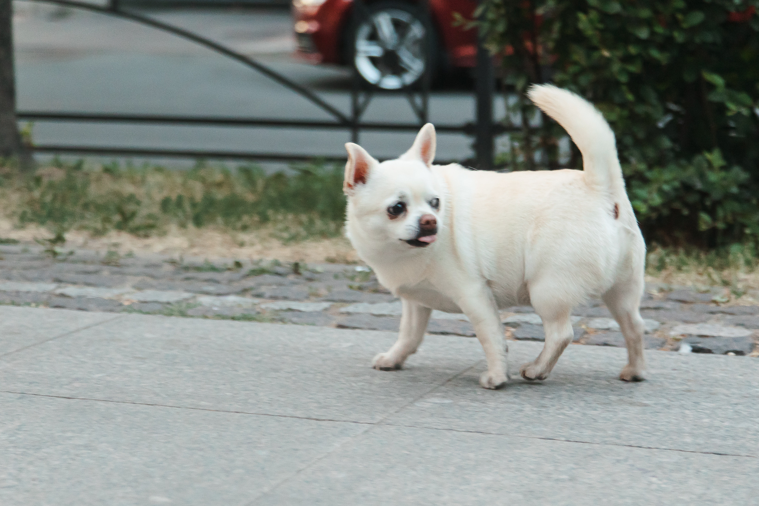 Свадьба Сергея и Ирины