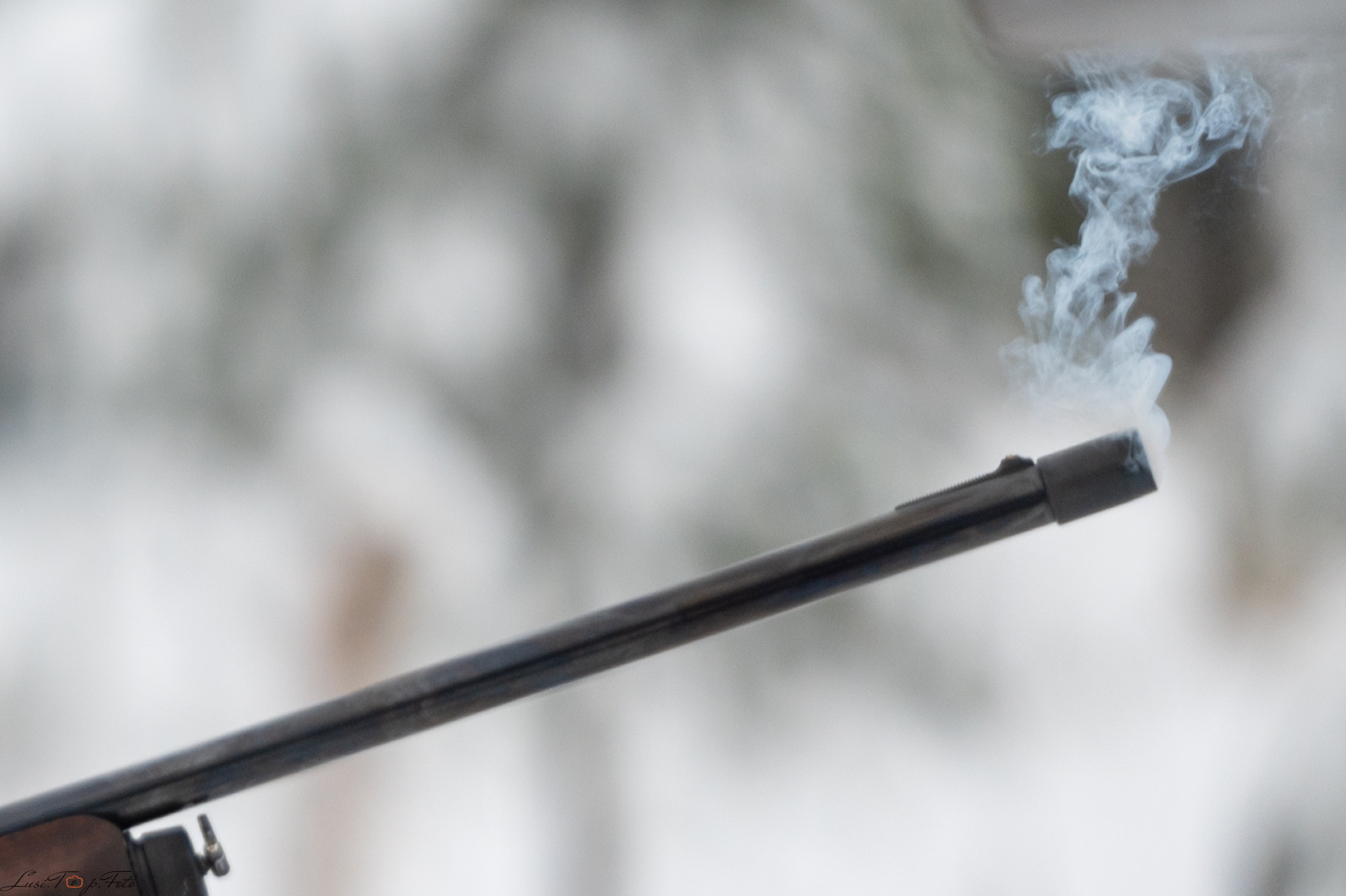 1 ГОД ЛАБОРАТОРИЯ СПОРТИНГА ТВЕРЬ. Конный и фотограф с животными в Твери Топталова Люся