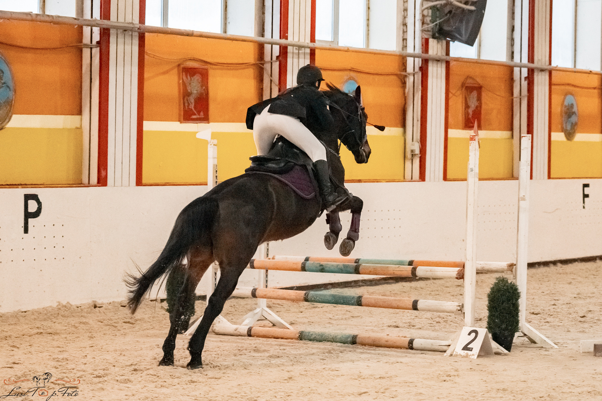 Новогодний конкур Конаковские Конюшни. Конный и фотограф с животными в Твери Топталова Люся