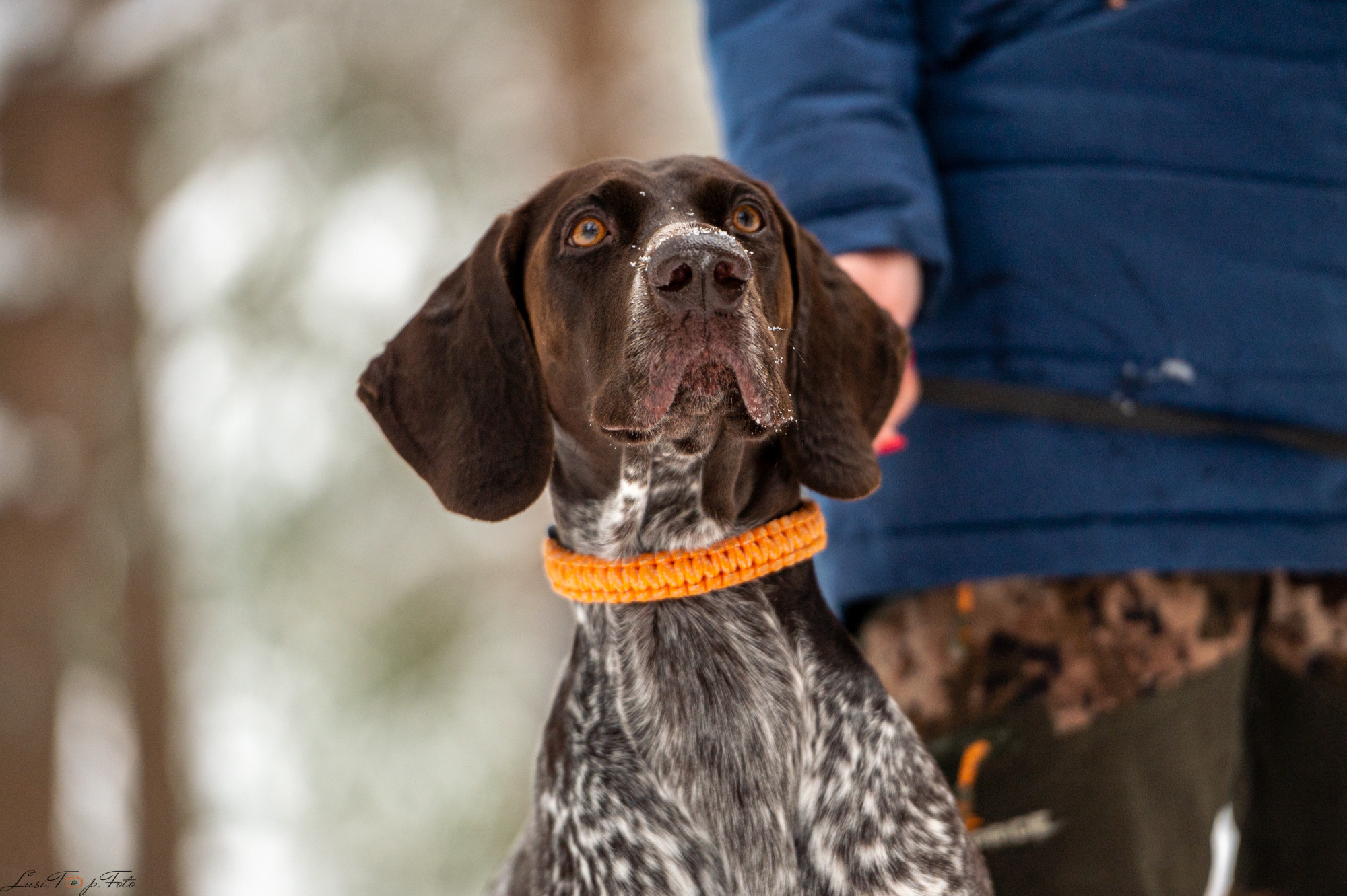 1 ГОД ЛАБОРАТОРИЯ СПОРТИНГА ТВЕРЬ. Конный и фотограф с животными в Твери Топталова Люся
