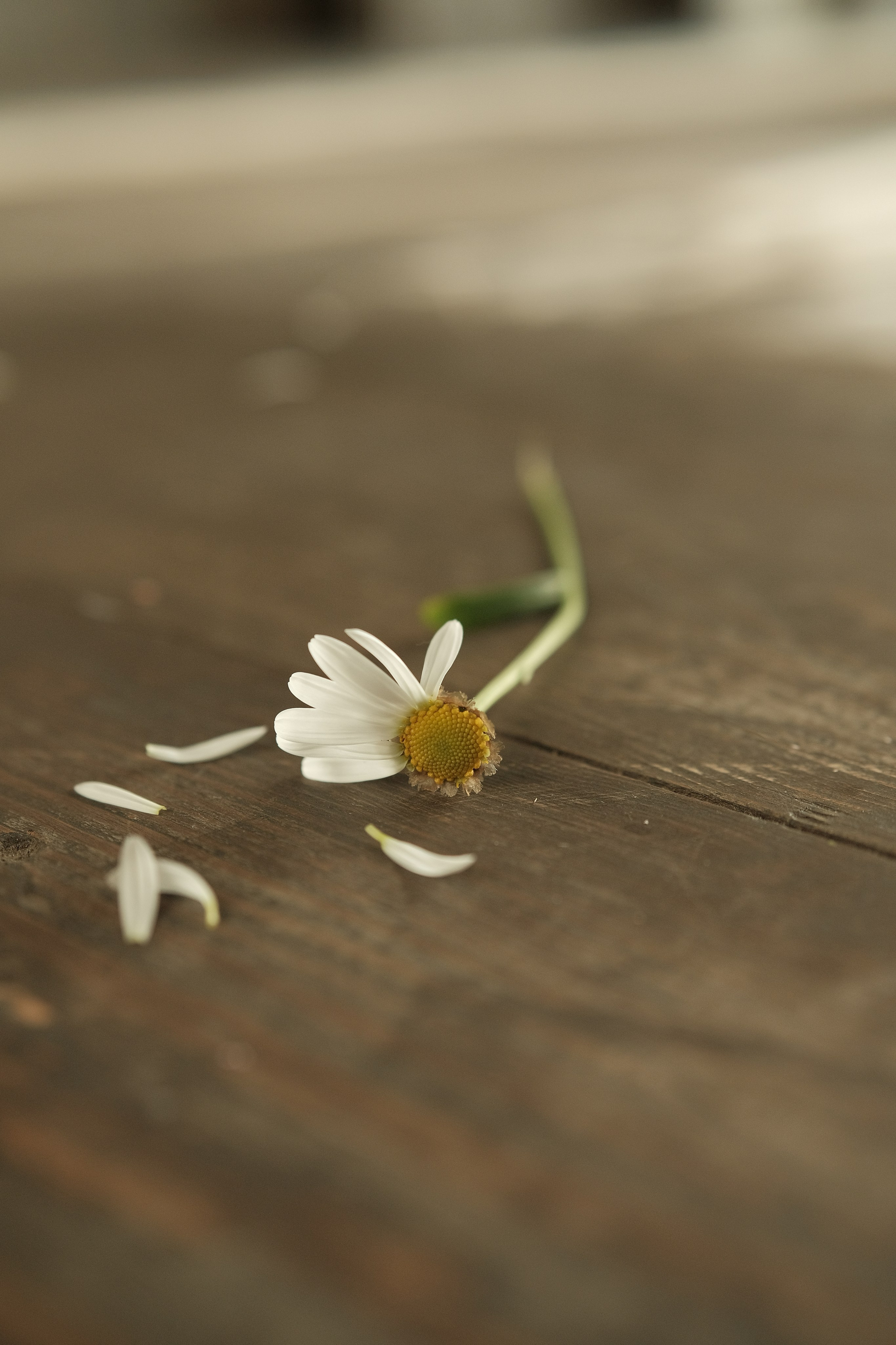 Портретный фотограф в Москве Александр Денисов